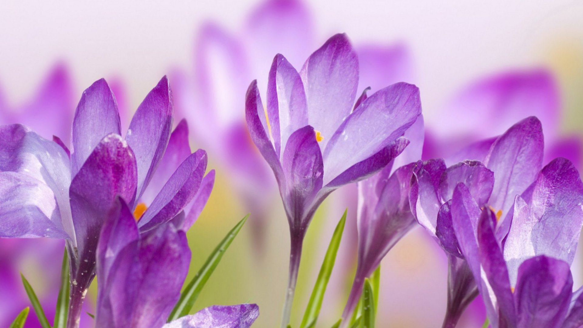 flower, flowers, nature, crocuses, HD Wallpaper