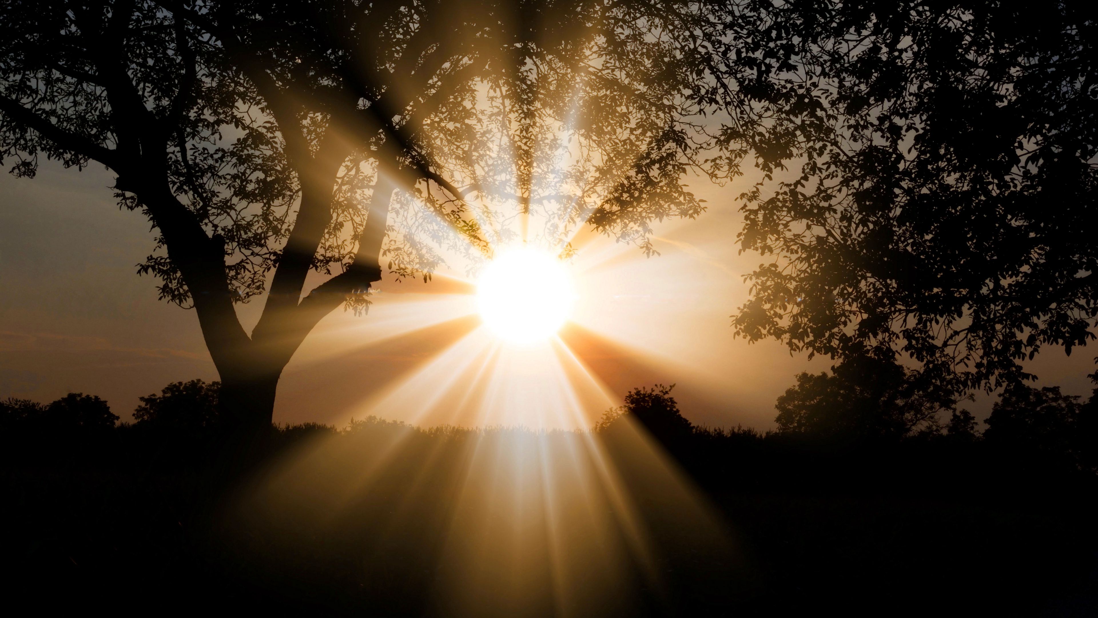 sunlight, dawn, trees, branches, 4k, HD Wallpaper