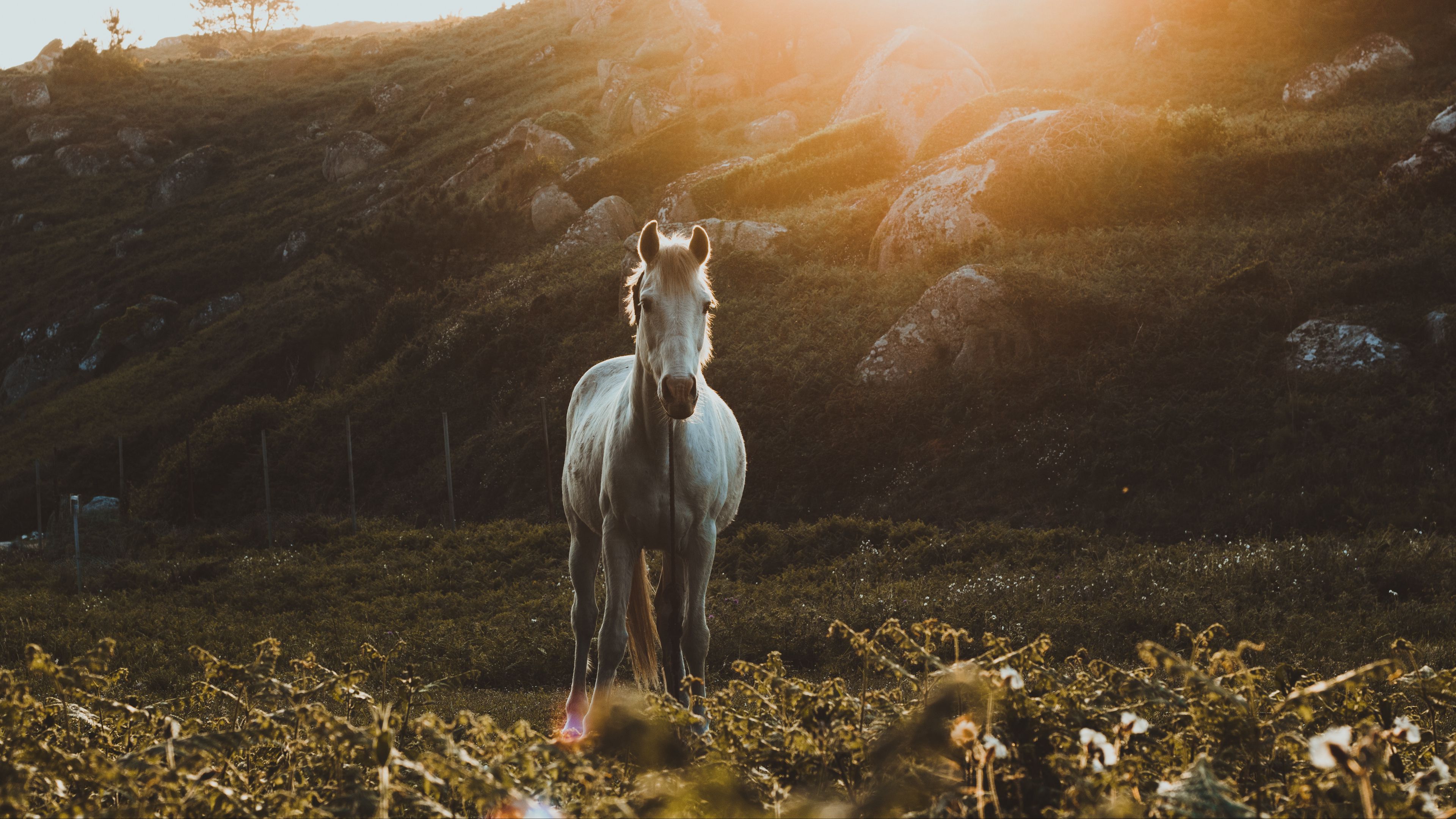 horse, grass, sunlight, stones, 4k, HD Wallpaper