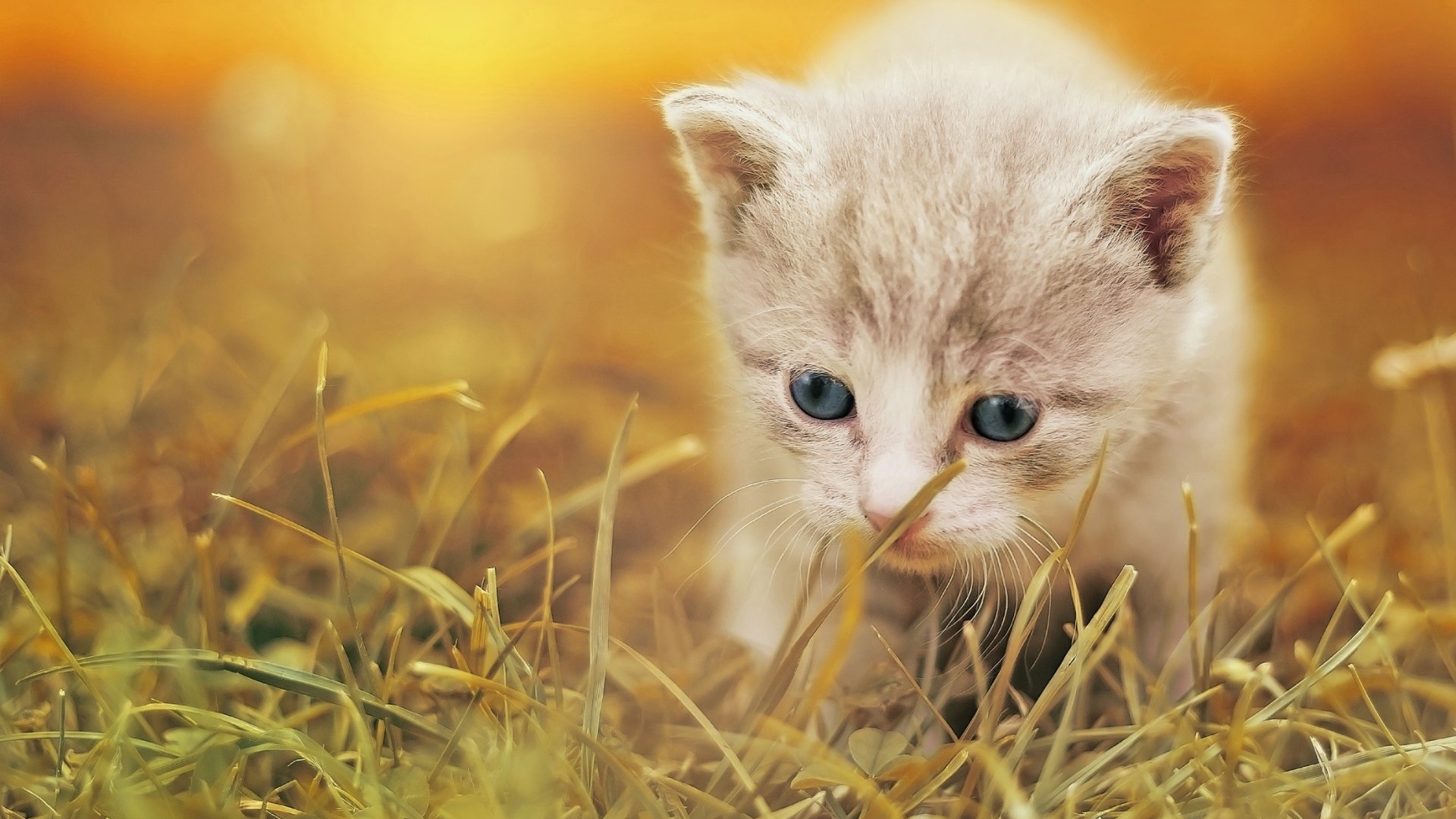 kitten, kitty, animal, cat, HD Wallpaper