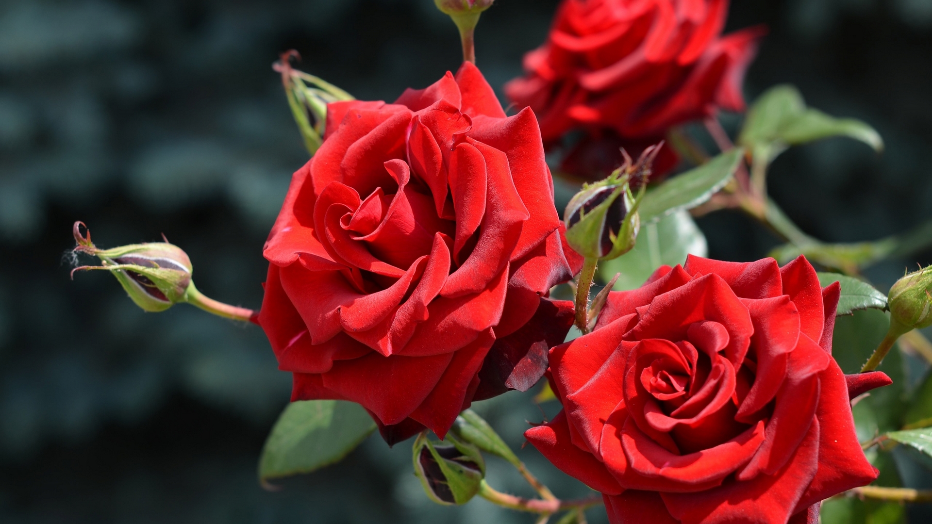 red, roses, flowers, buds, HD Wallpaper