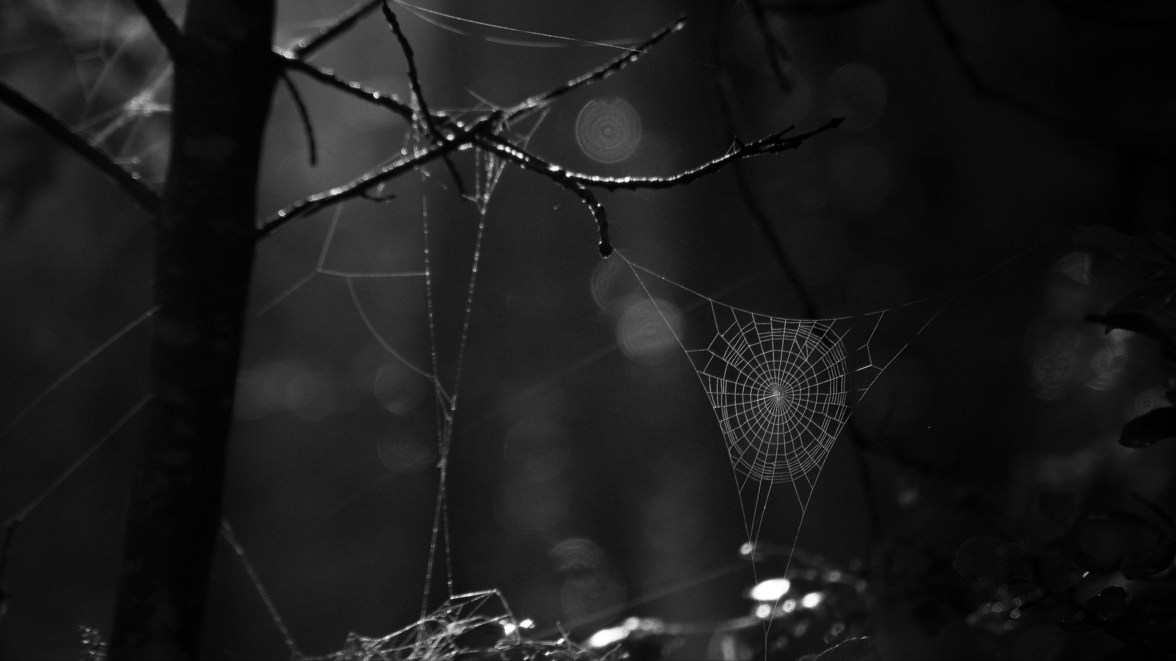 spiderweb, bw, dark, wicker, glare, 4k, HD Wallpaper