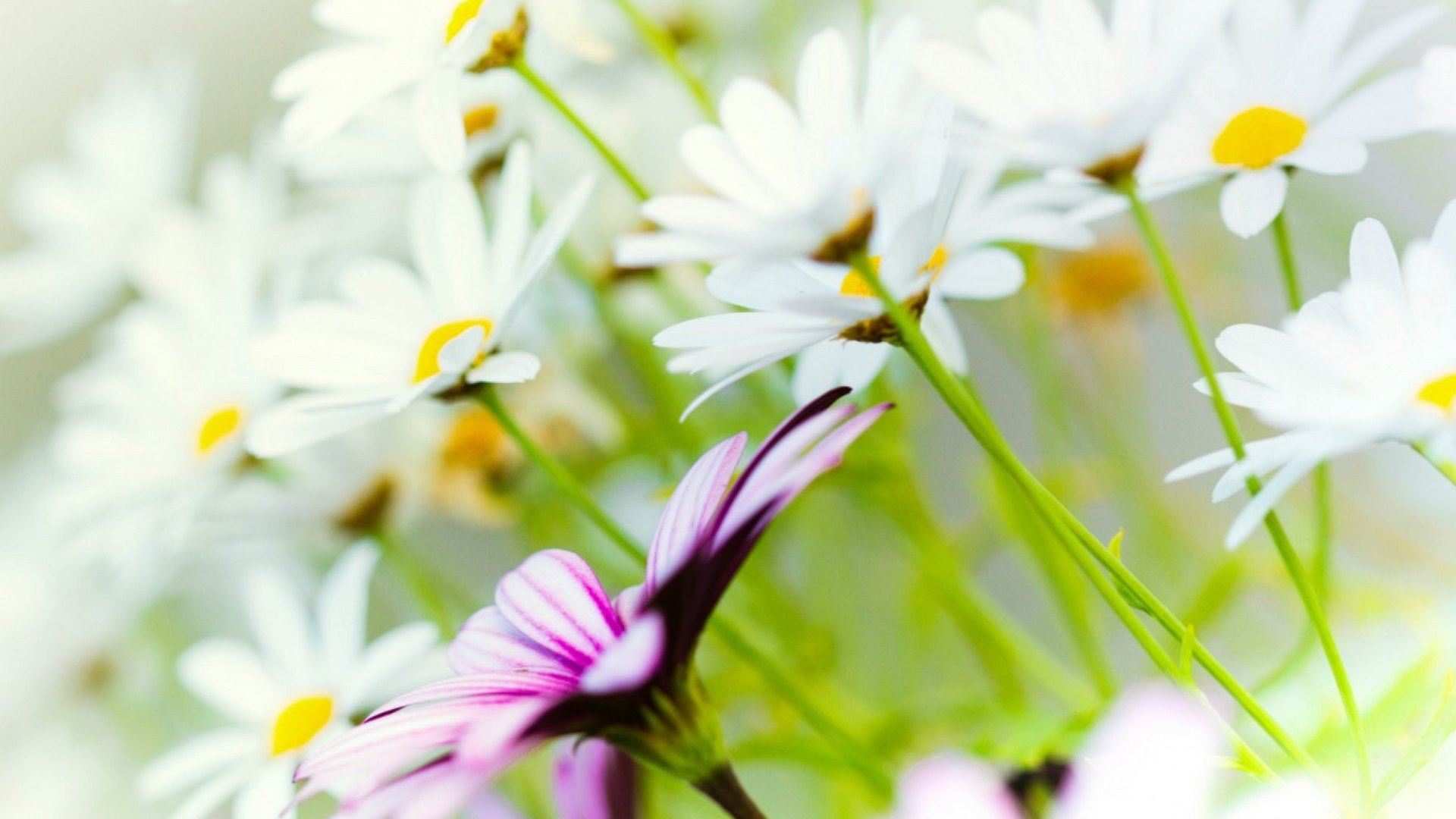 daisies, flowers, nature, white, HD Wallpaper