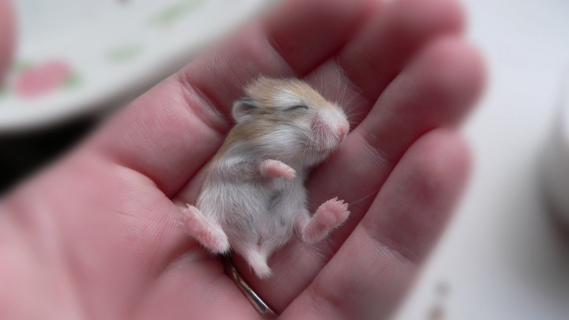 hand, photo, mouse, animal, HD Wallpaper