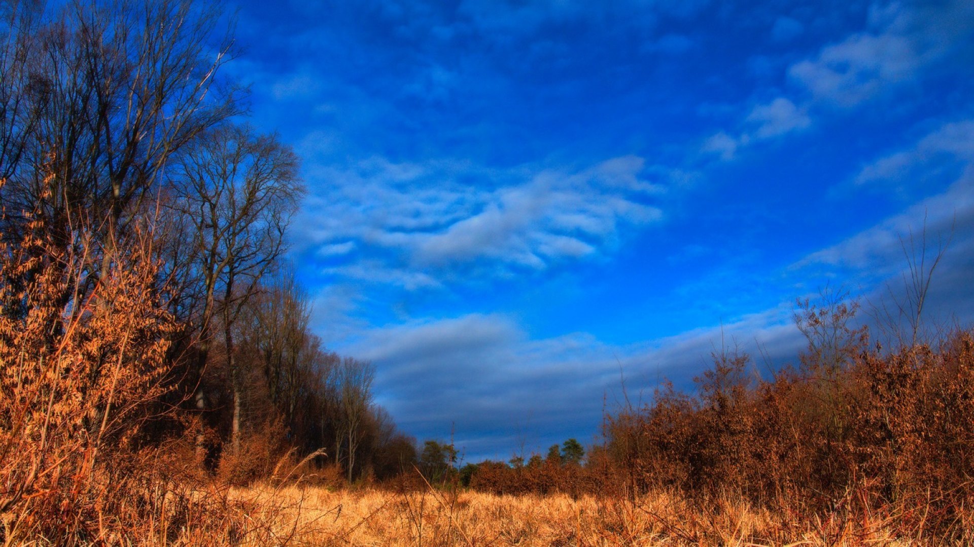 sky, clouds, field, woods, HD Wallpaper