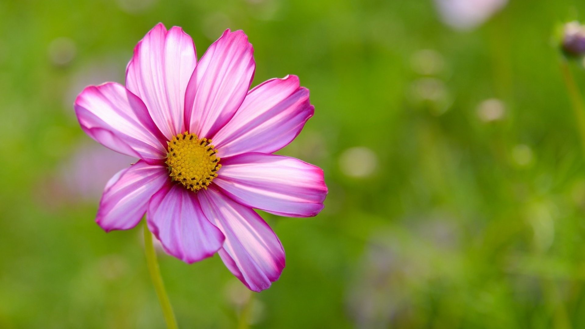 flower, nature, beautiful, pink, HD Wallpaper
