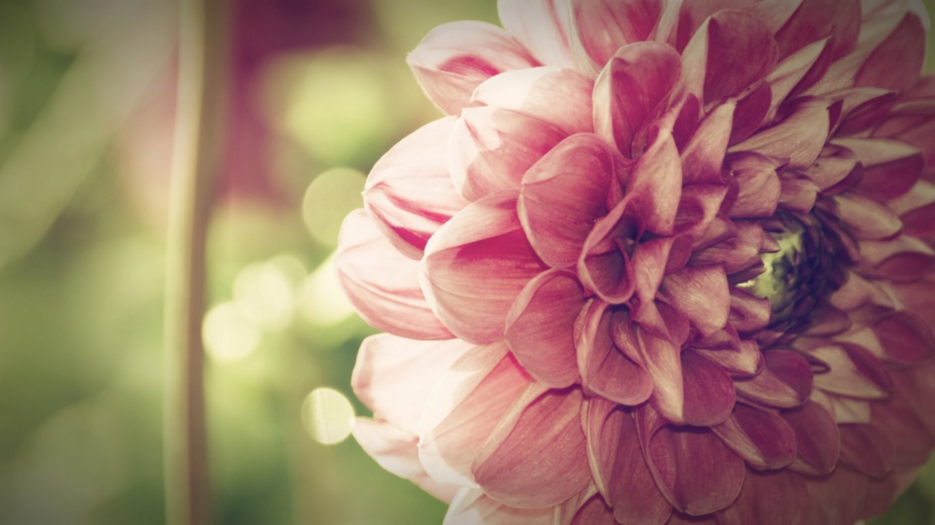 flower, photo, nature, pink, HD Wallpaper