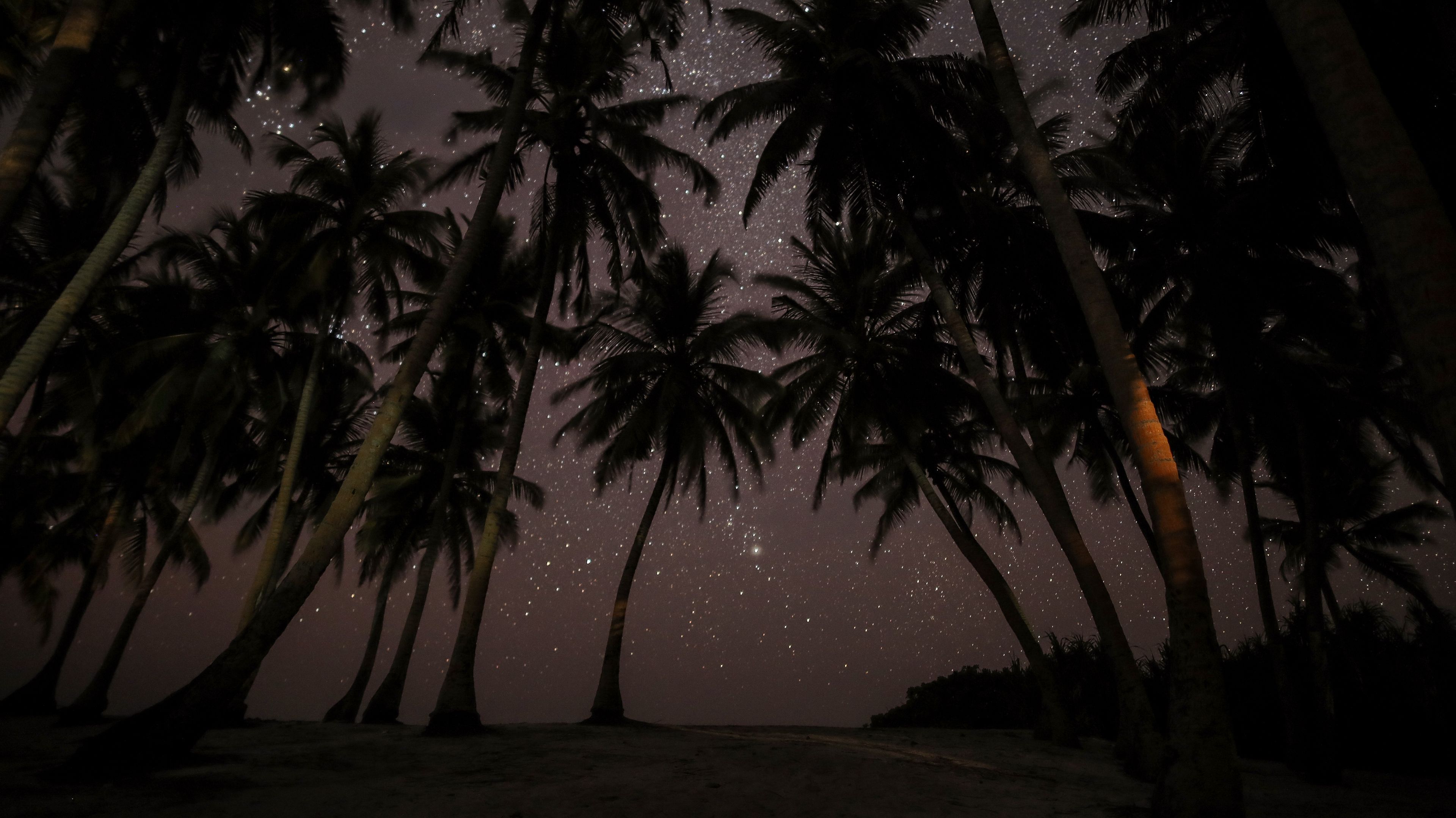 palms, starry sky, tropics, maldives, night, 4k, HD Wallpaper