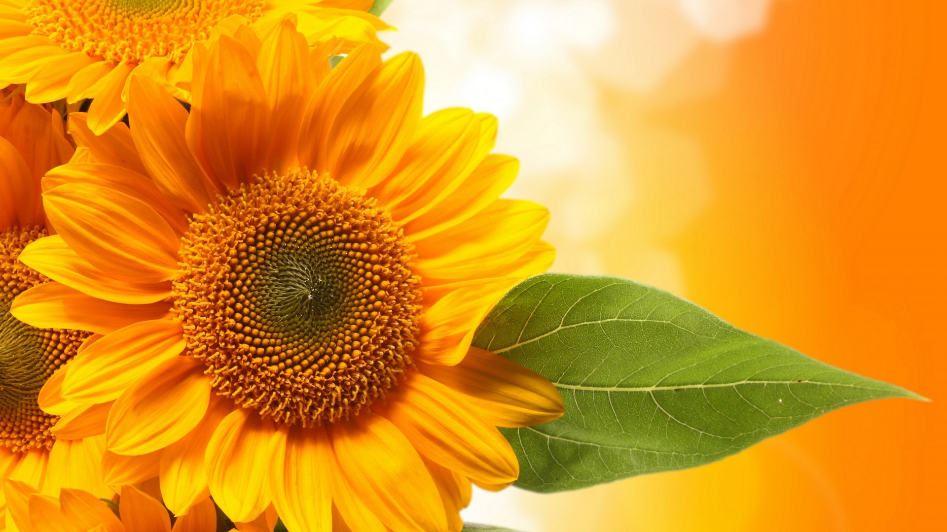 yellow, sunflowers, flowers, leaves, HD Wallpaper