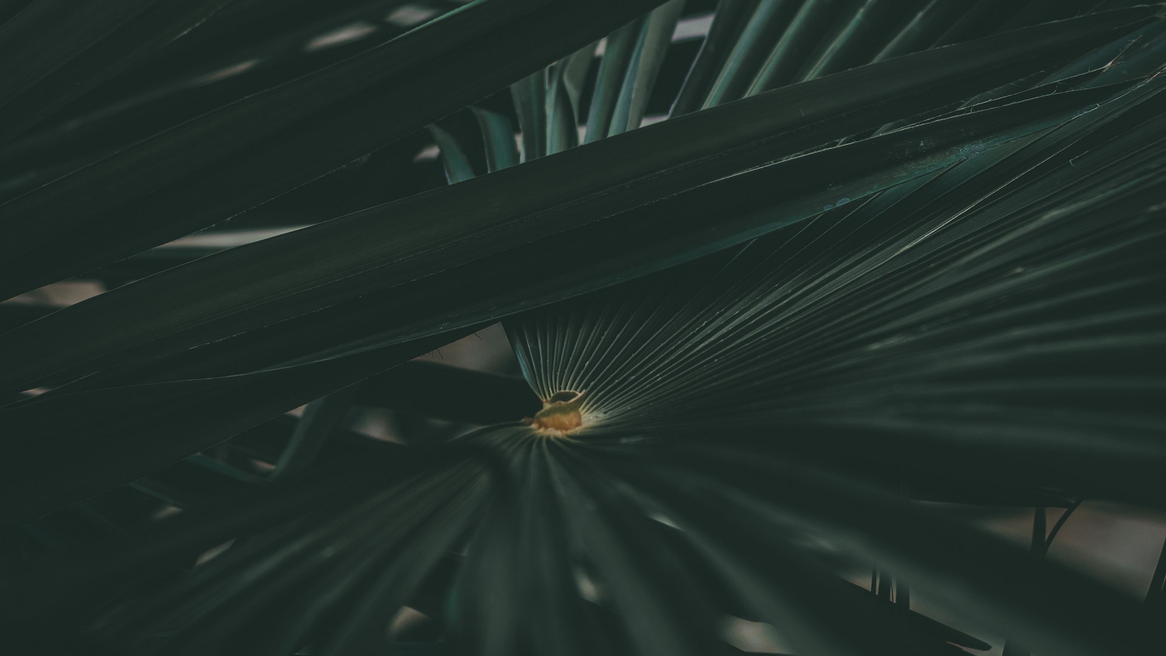 leaf, plant, carved, dark, green, 4k, HD Wallpaper