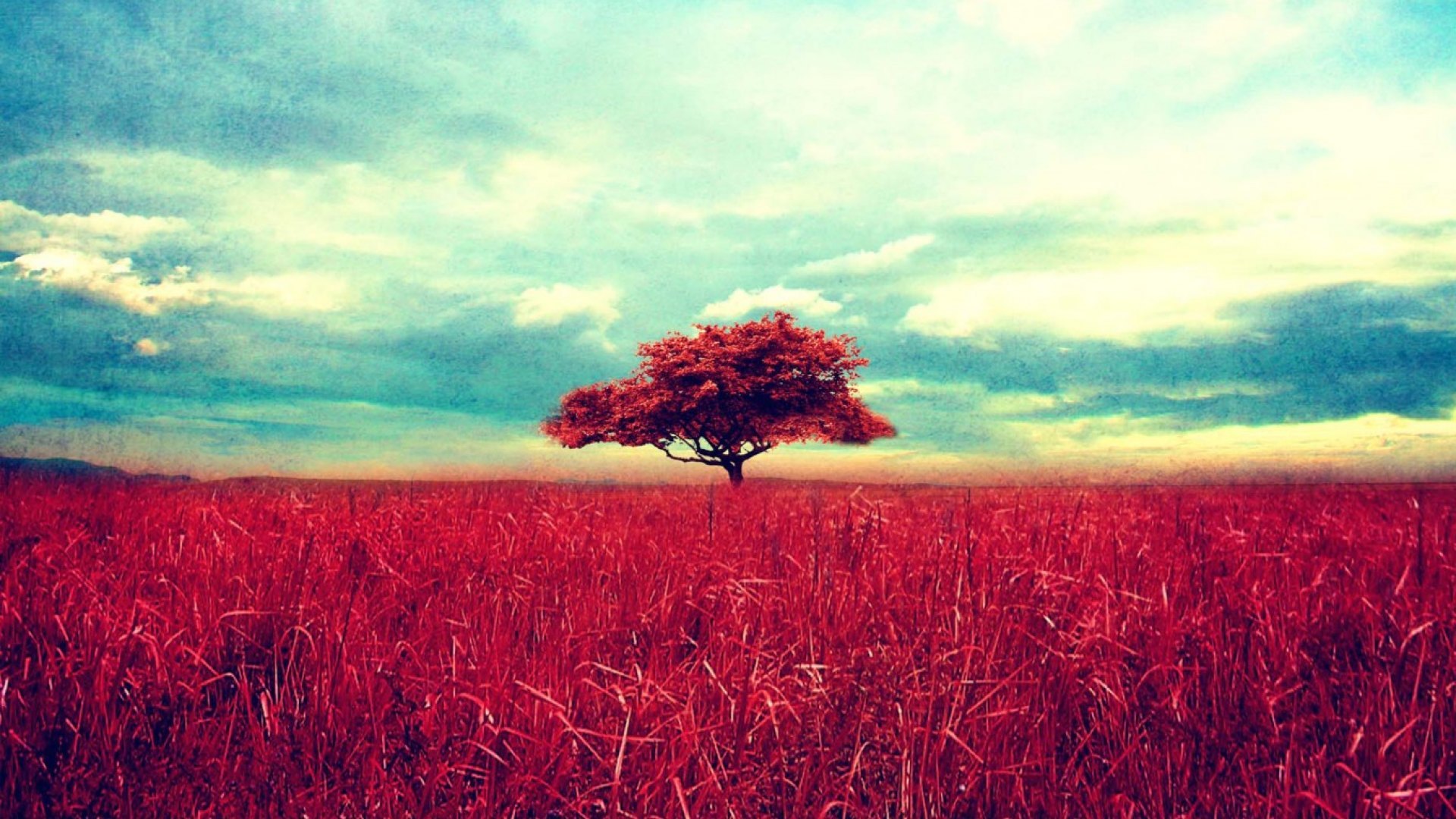 red, trees, grass, field, HD Wallpaper