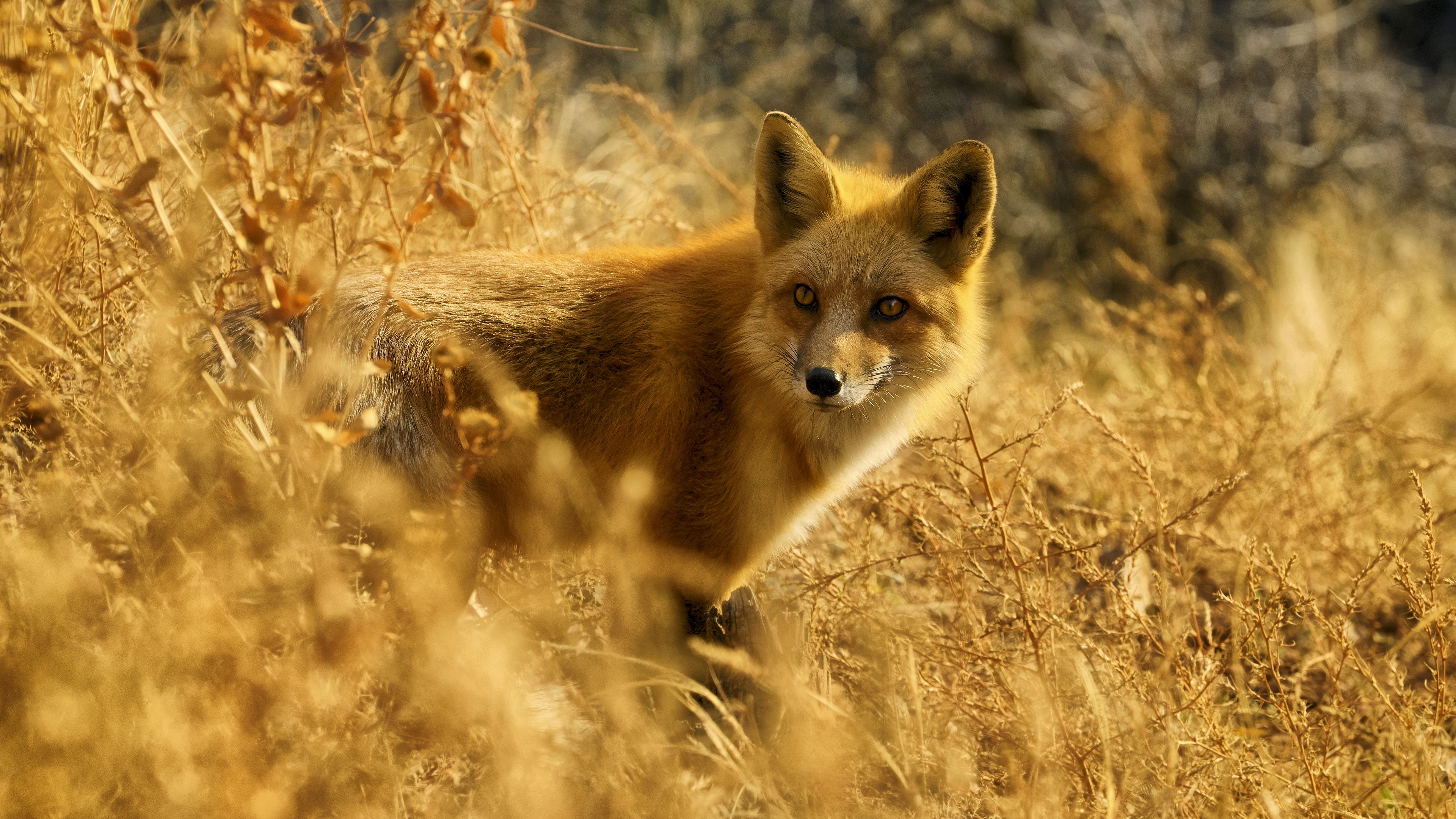 fox, look out, wildlife, 4k, HD Wallpaper