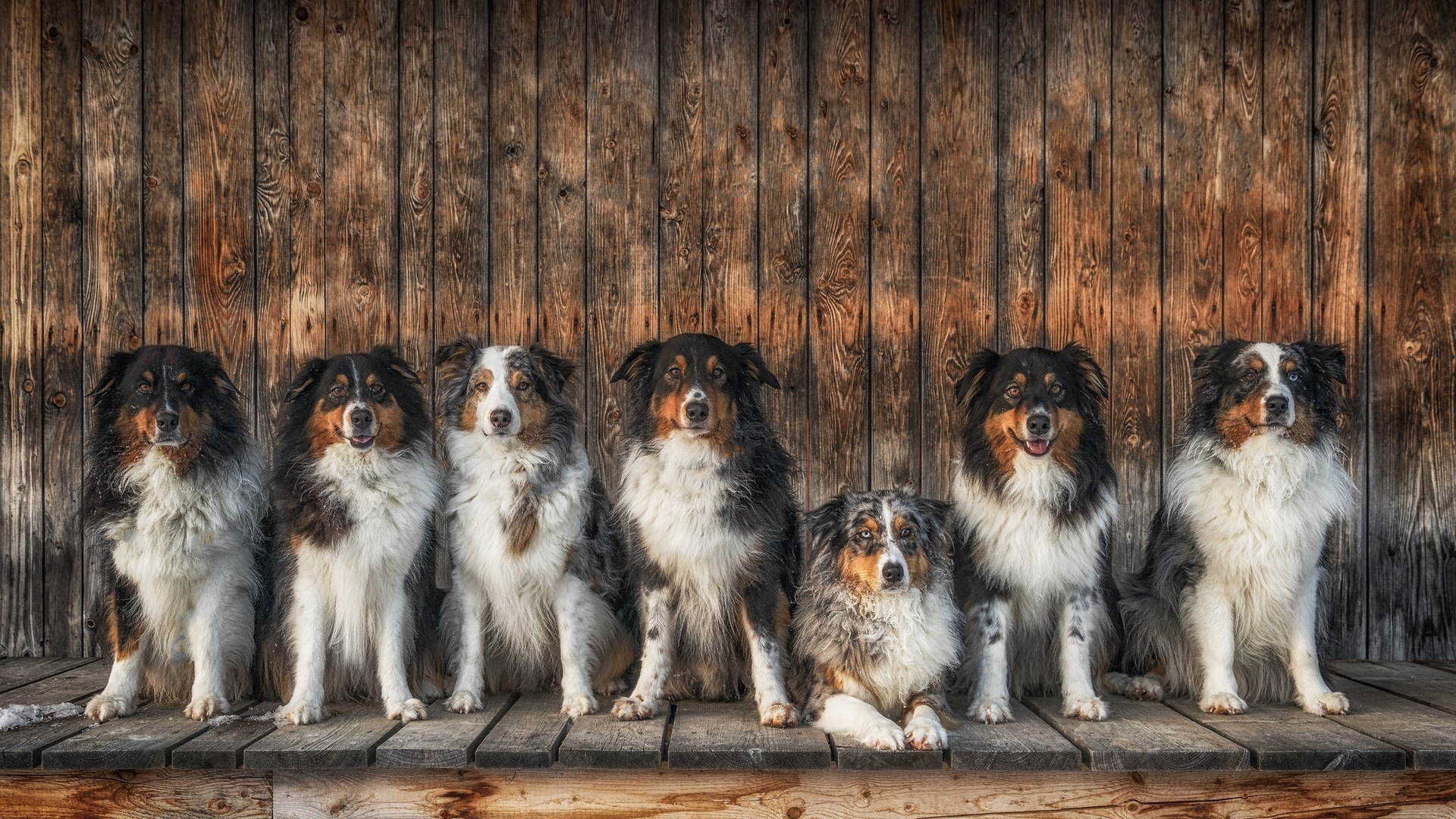 australian shepherd, caine, wood, animal, dog, HD Wallpaper