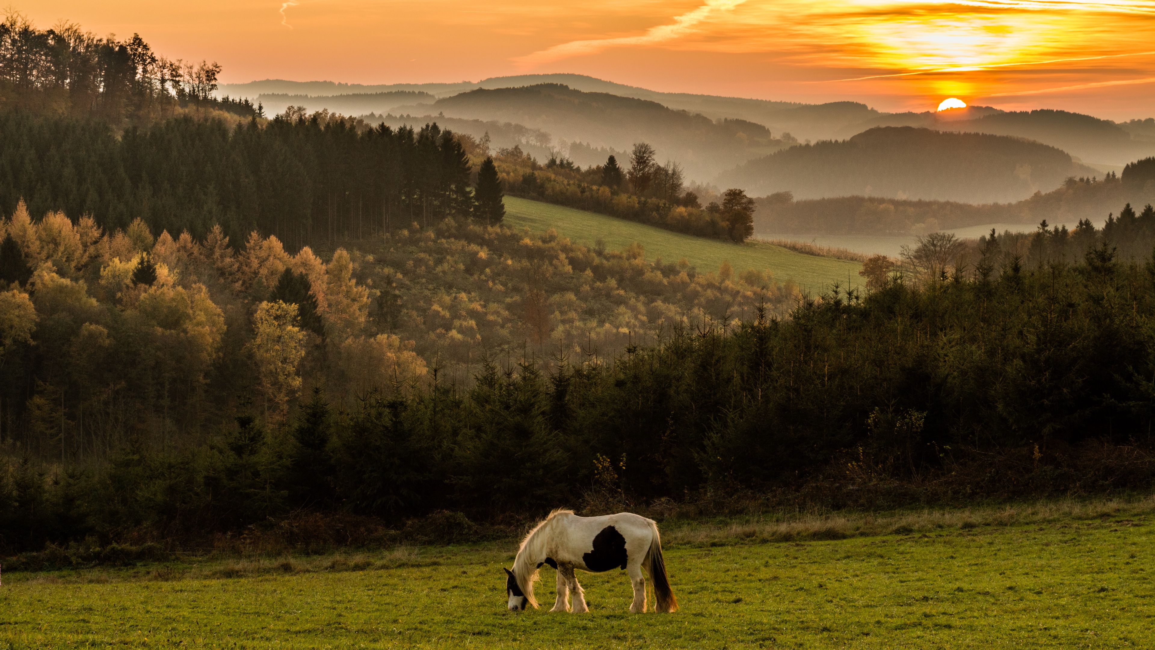 horse, mountains, field, sunset, 4k, HD Wallpaper