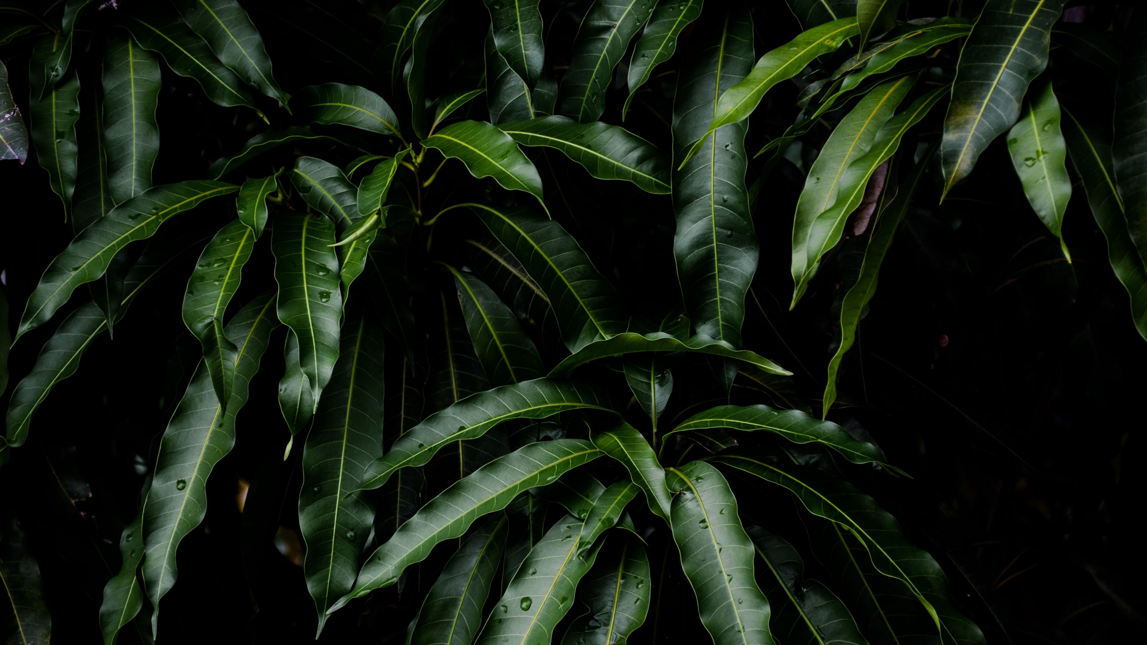 leaves, green, plant, mango, 4k, HD Wallpaper