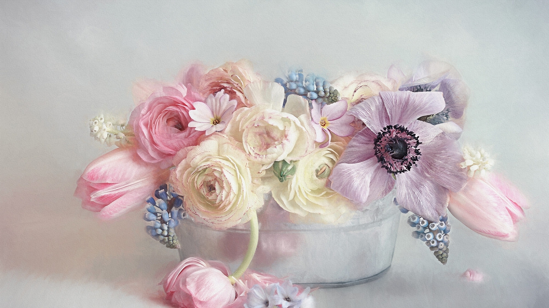 life, pink, flower, still, pastel, anemone, HD Wallpaper