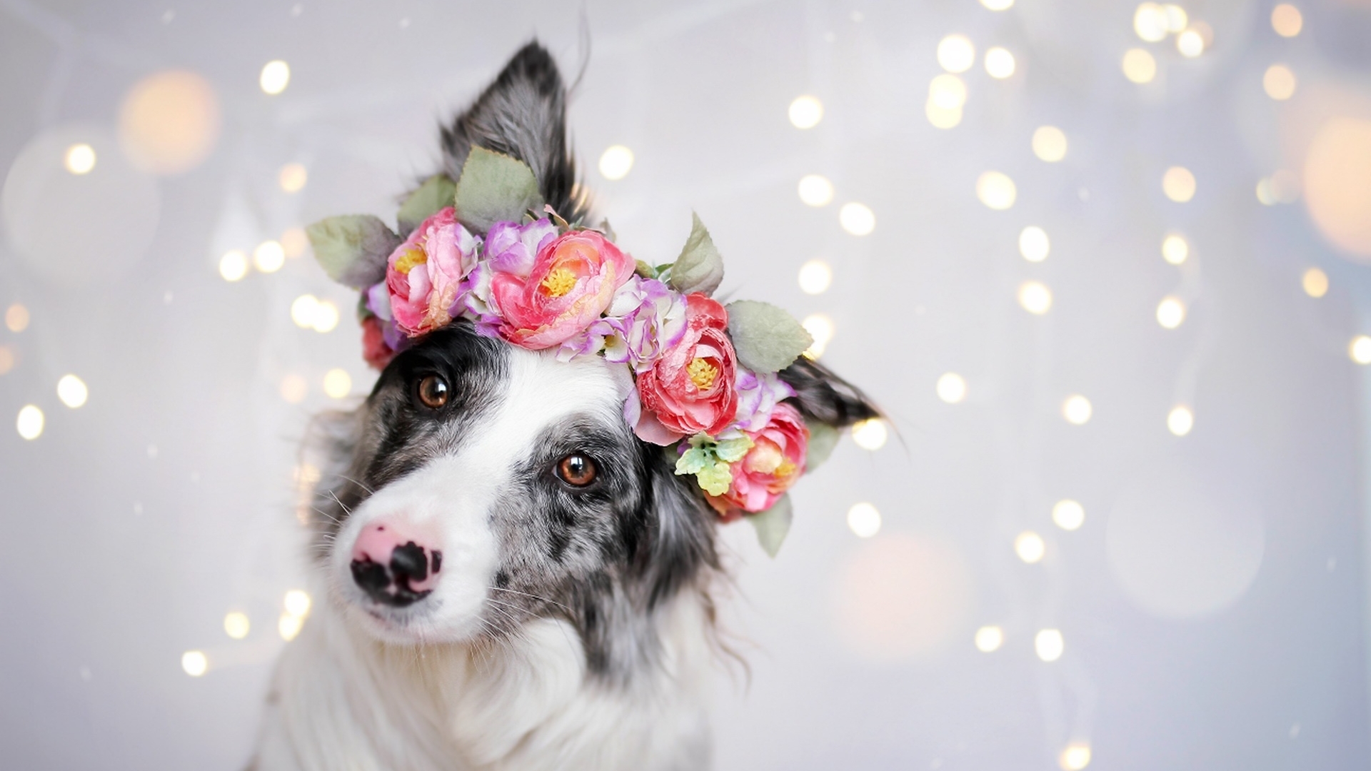 pretty, wreath, australian shepherd, caine, cute, bokeh, flower, puppy, dog, HD Wallpaper