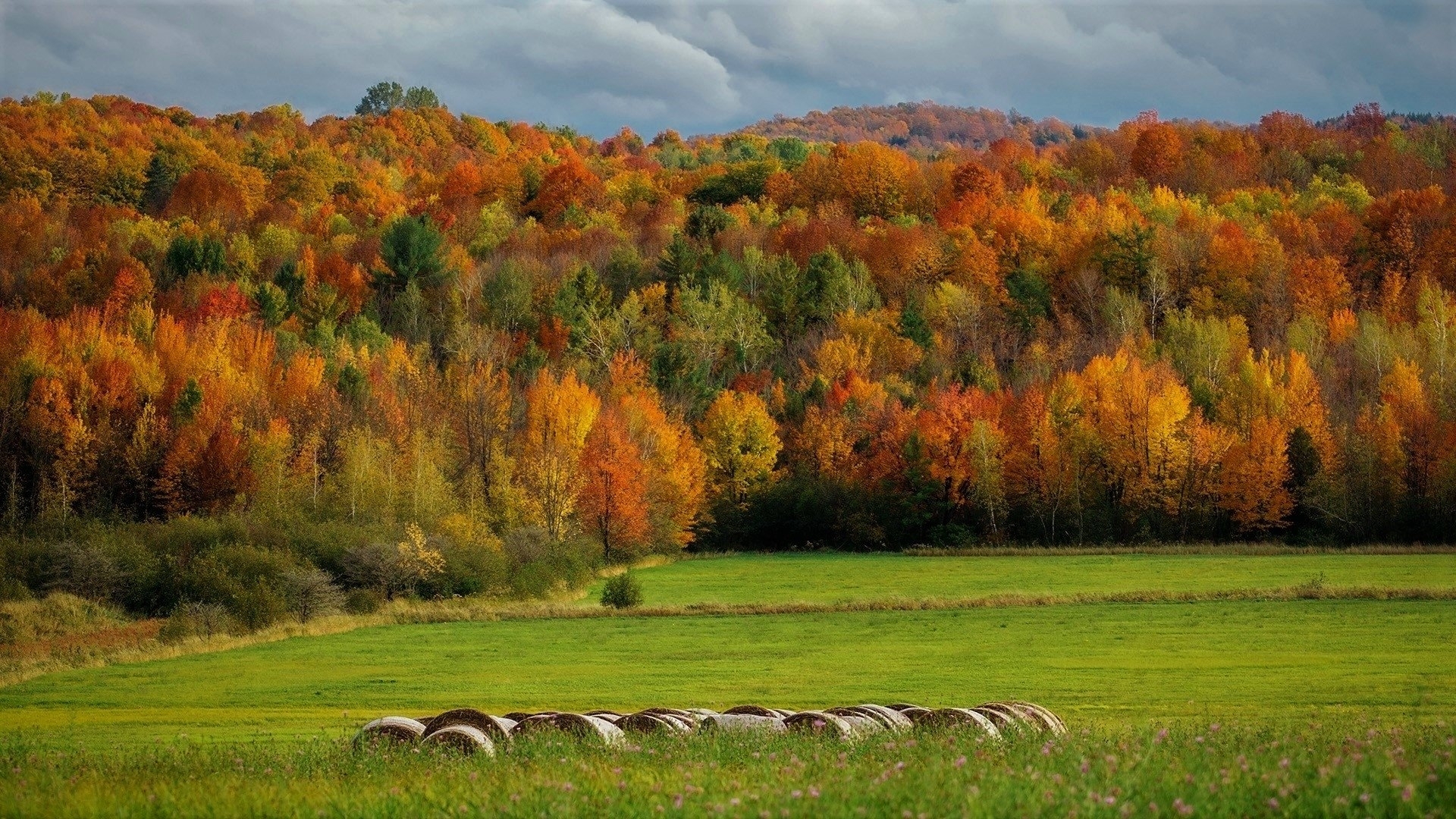 tree, nature, forest, autumn, HD Wallpaper