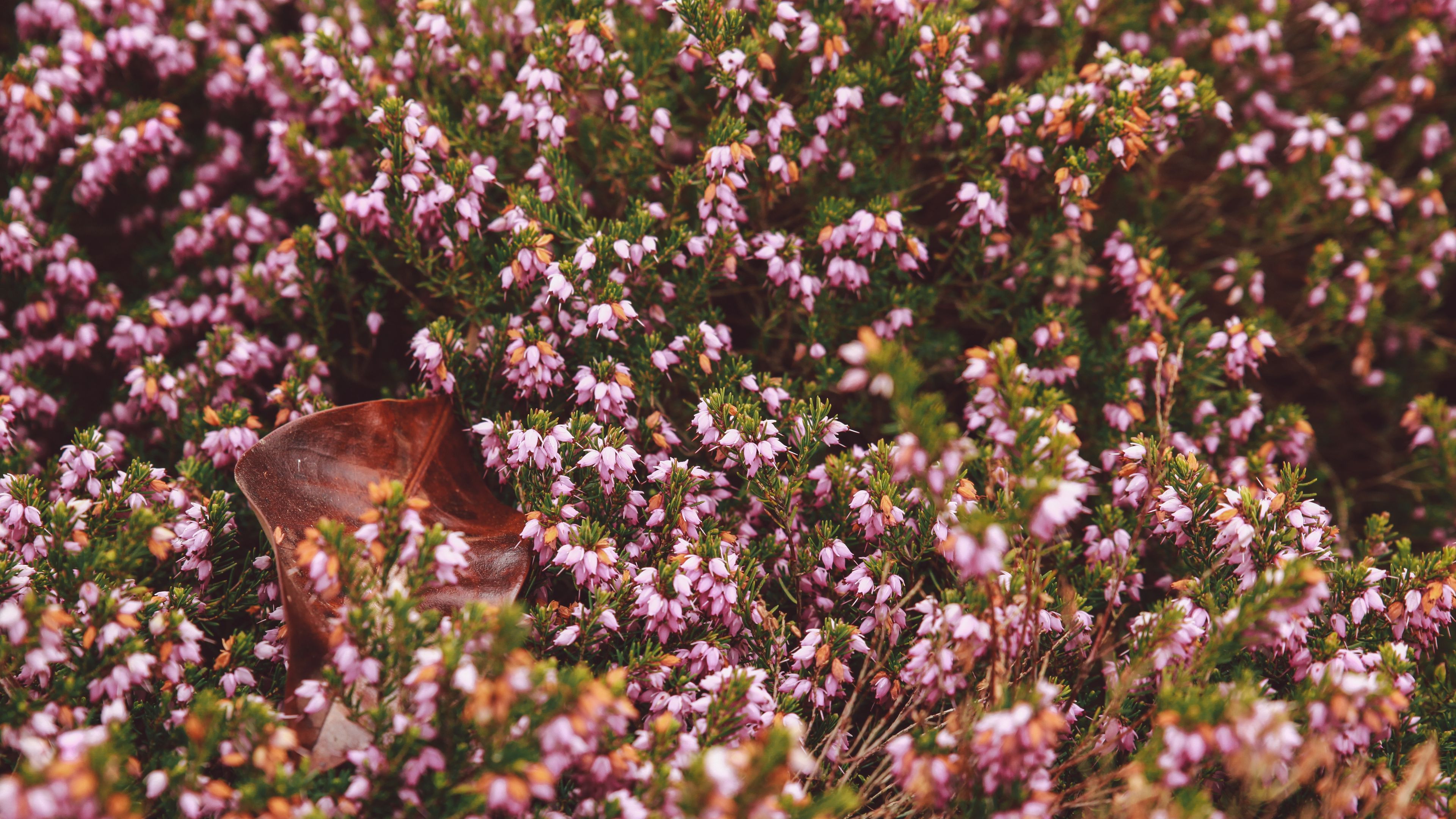 flowers, garden, flowerbed, autumn, 4k, HD Wallpaper