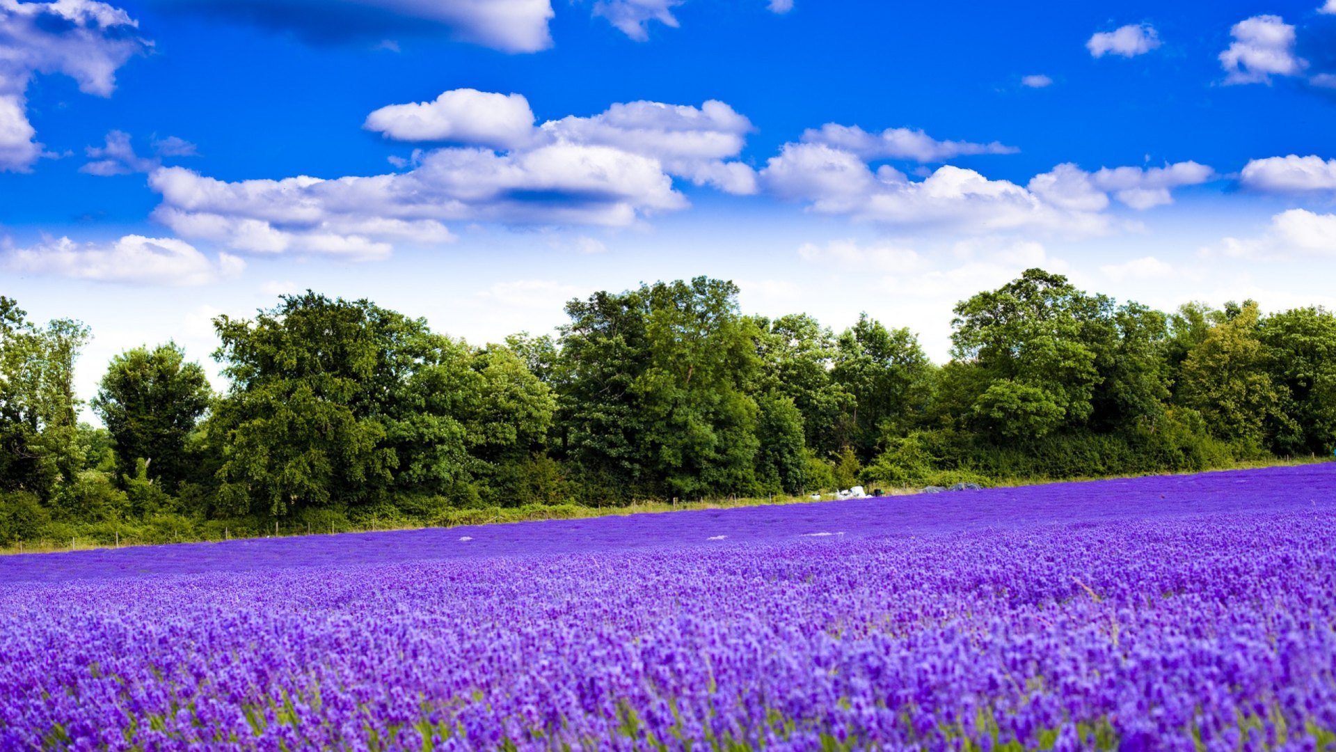 laventer, trees, clouds, field, HD Wallpaper