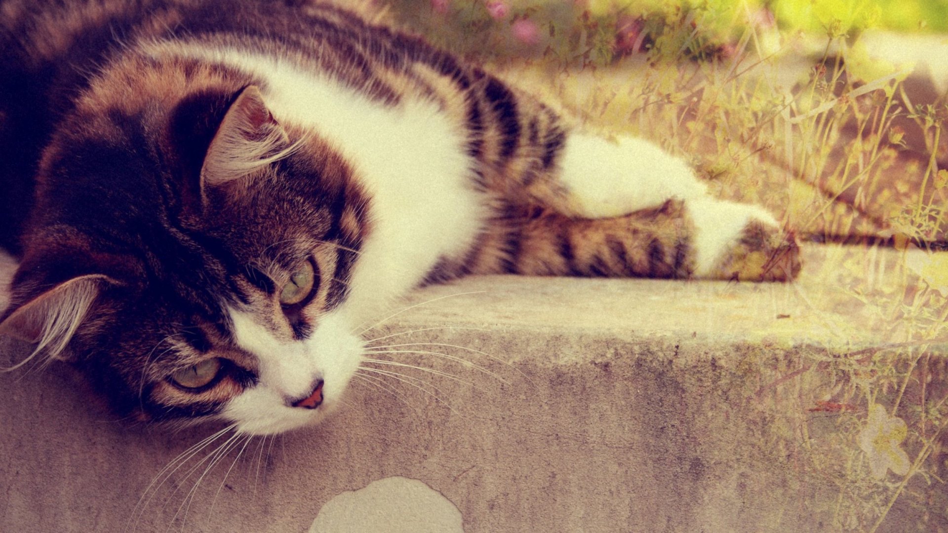 cute, adorable, beautiful, cat, cats, animals, sweet, HD Wallpaper
