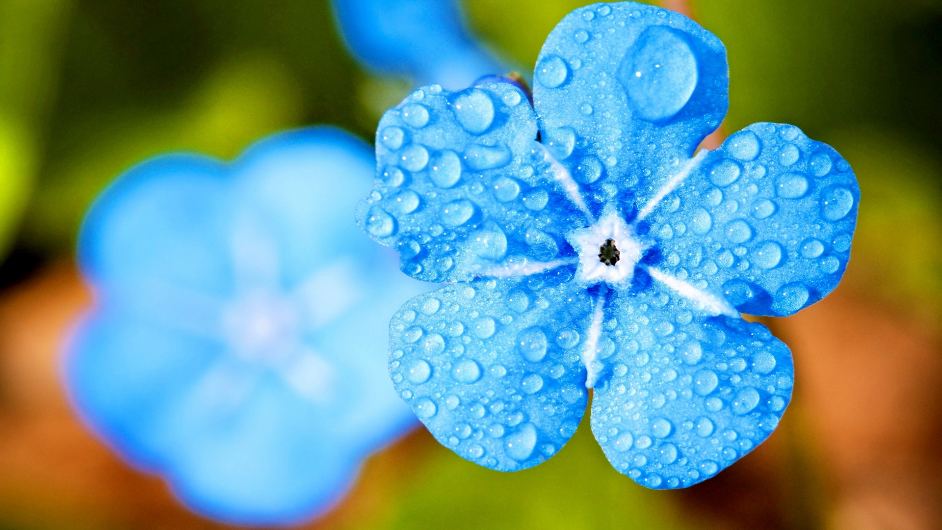 flowers, nature, waterdrops, petal, blue, HD Wallpaper