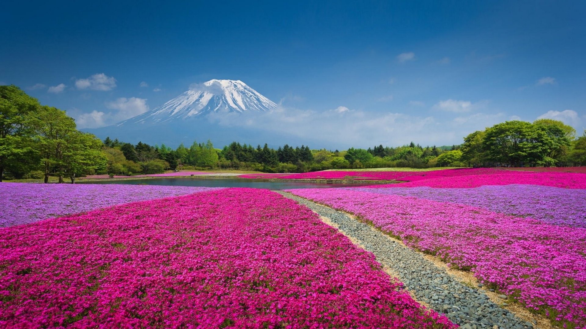 flowers, nature, trees, field, HD Wallpaper
