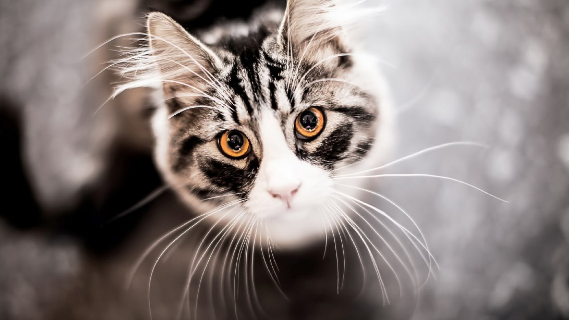 pretty, beautiful, sweet, beauty, face, sleepy, animals, lovely, kitty, cat, sleeping, cat face, hat, cute, paws, cats, kitten, HD Wallpaper