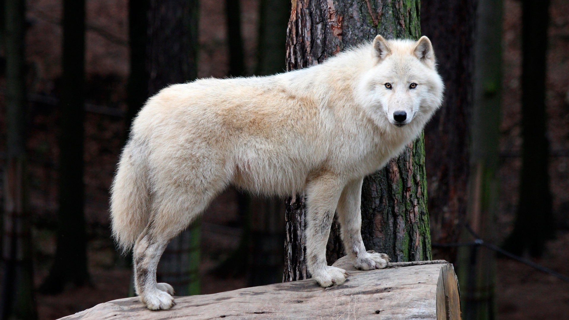 wolf, white, wild, animal, HD Wallpaper