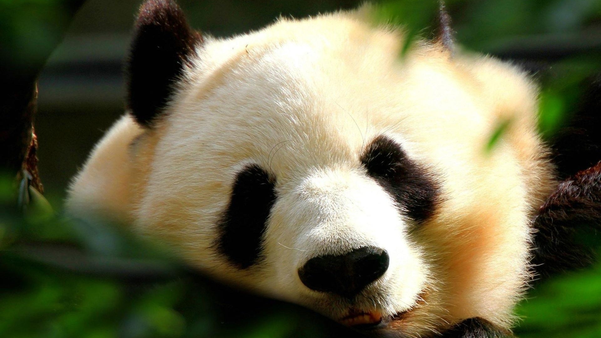 panda, bears, beautiful, animals, HD Wallpaper