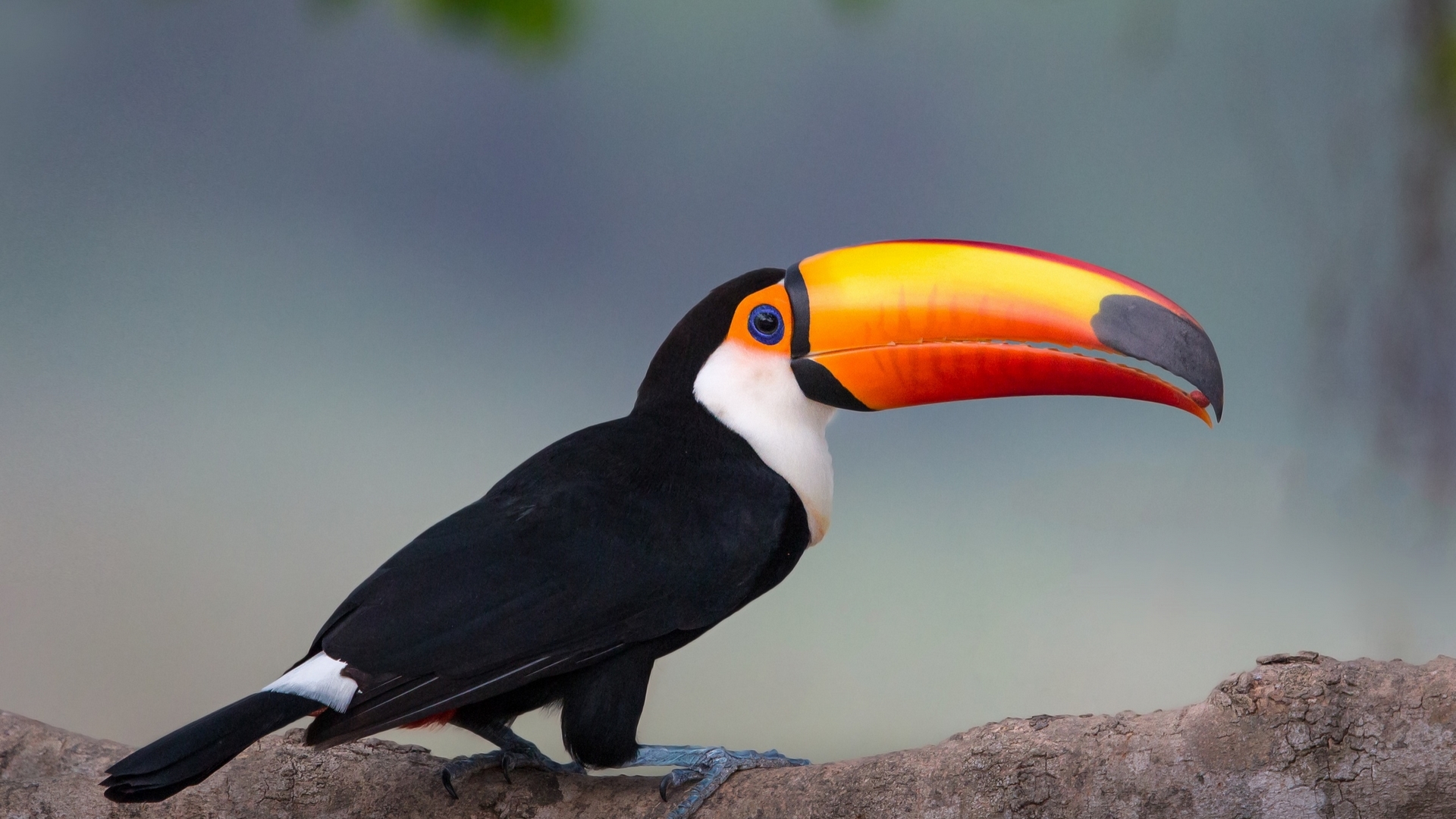 fauna, bird, wildlife, toucan, animal, HD Wallpaper