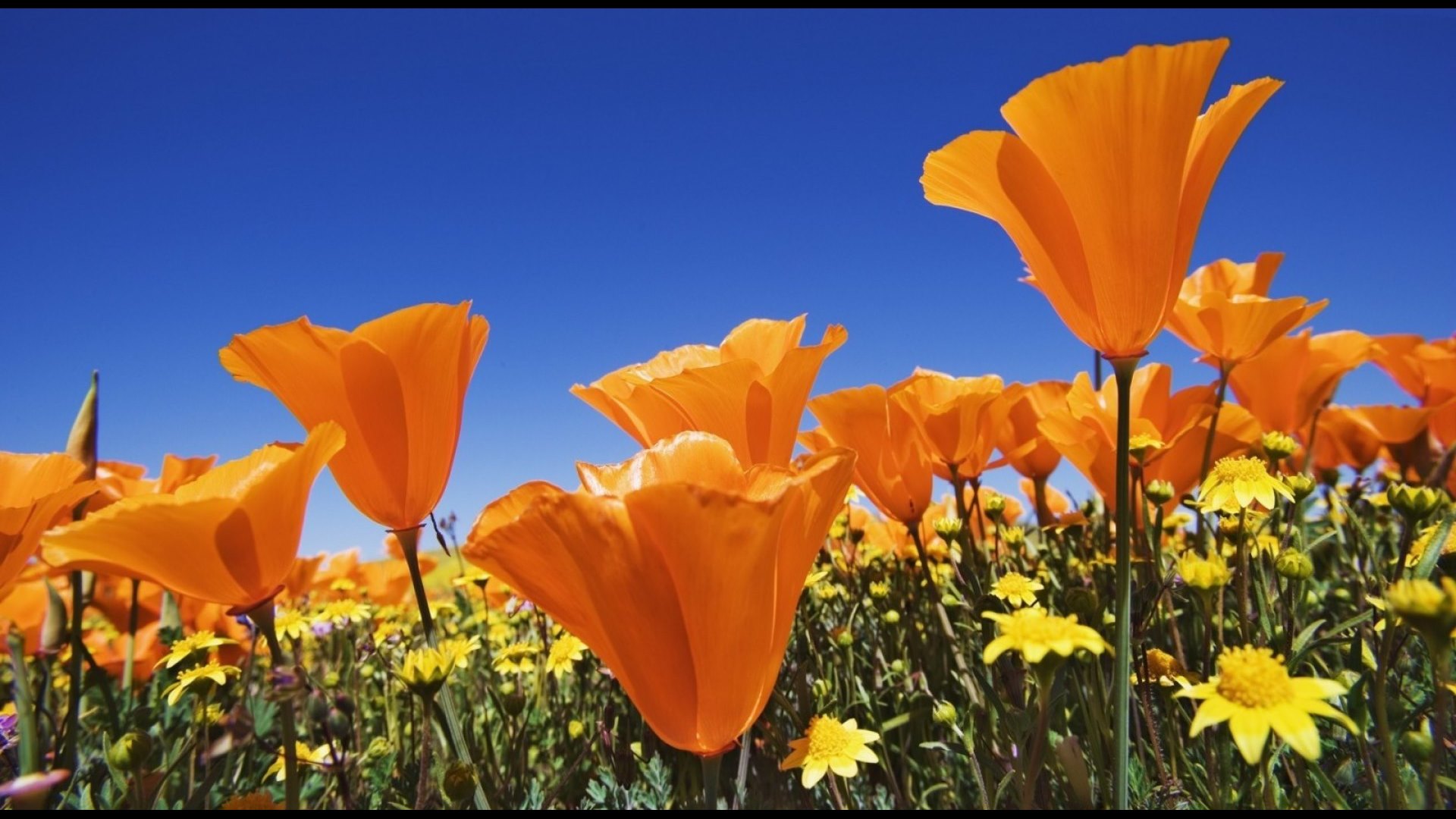 flowers, nature, beautiful, petals, sky, field, HD Wallpaper
