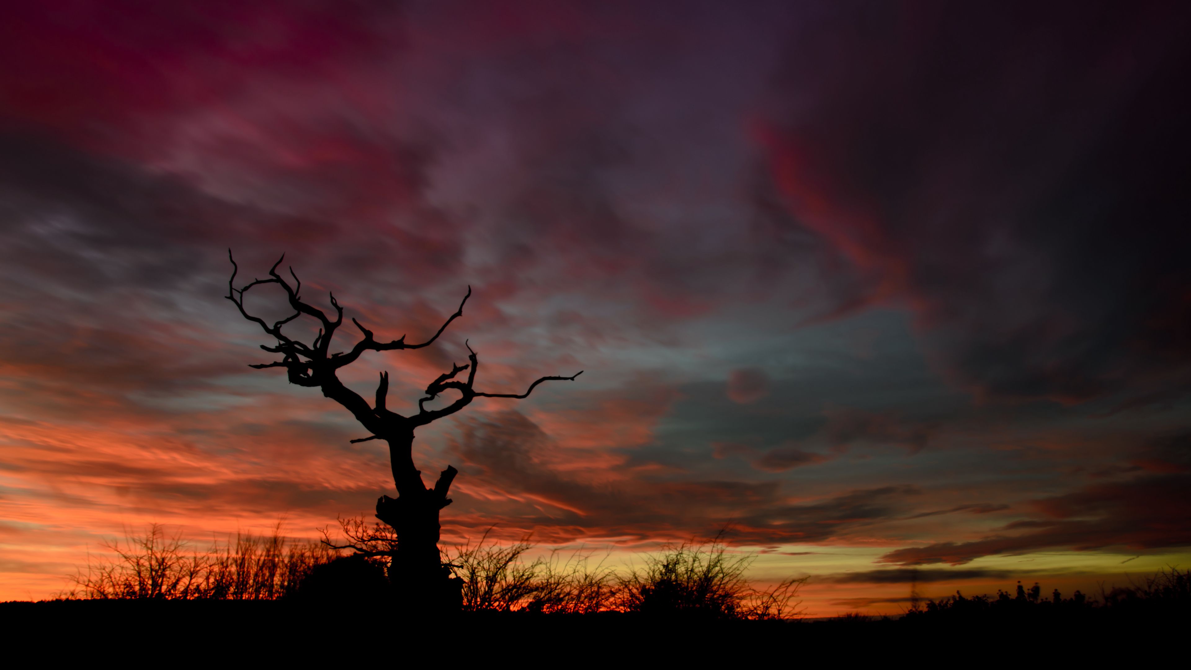 tree, silhouette, sunset, sky, night, 4k, HD Wallpaper