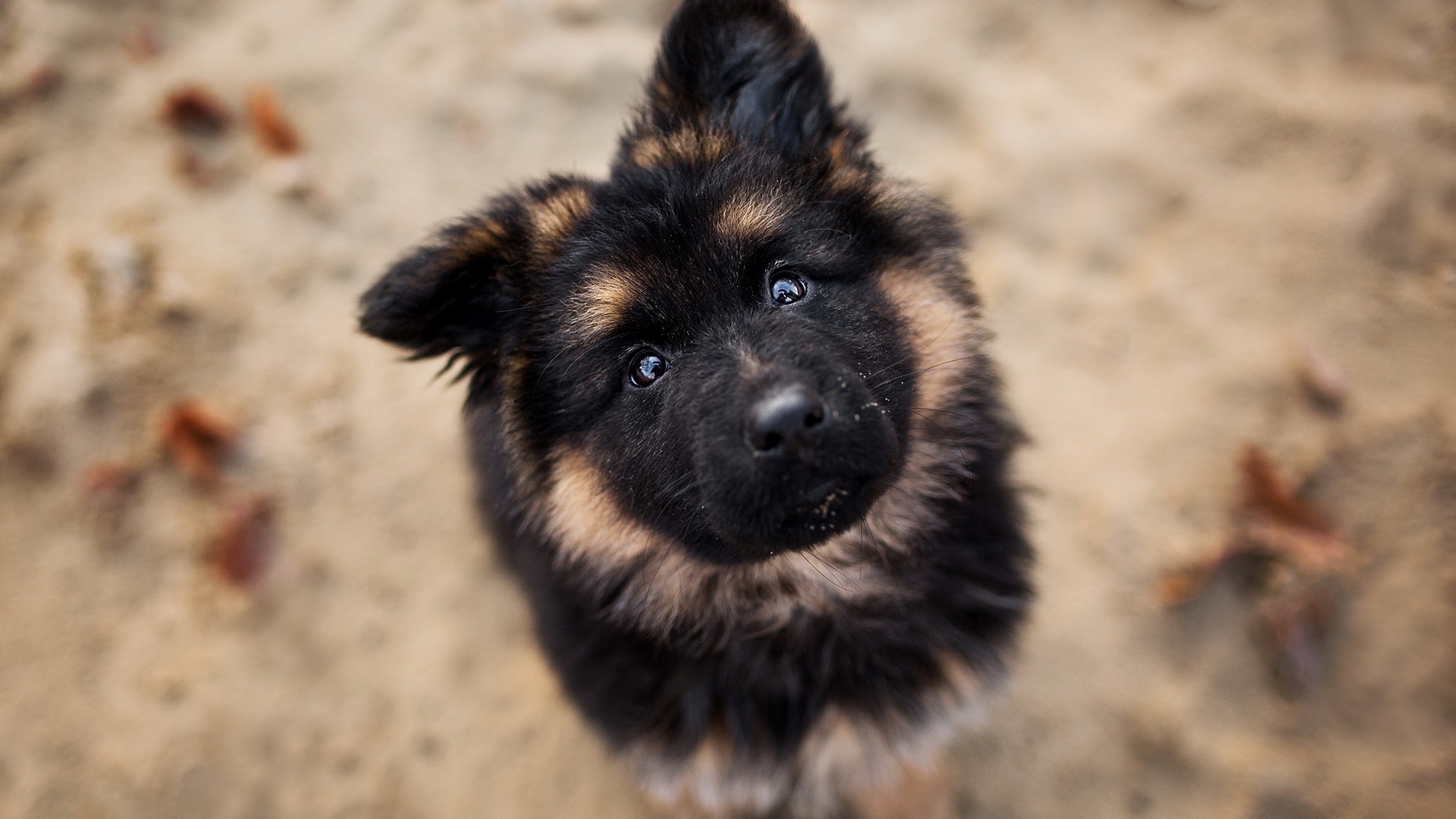 cute, beautiful, animal, dog, HD Wallpaper