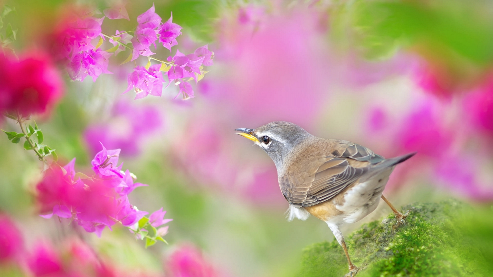 fuyi chen, green, bird, pasare, spring, pink, HD Wallpaper