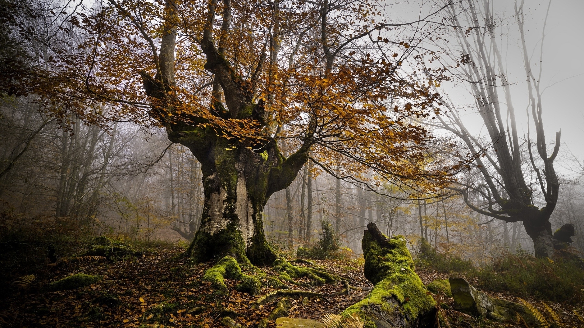 tree, forest, grass, moss, nature, fog, HD Wallpaper