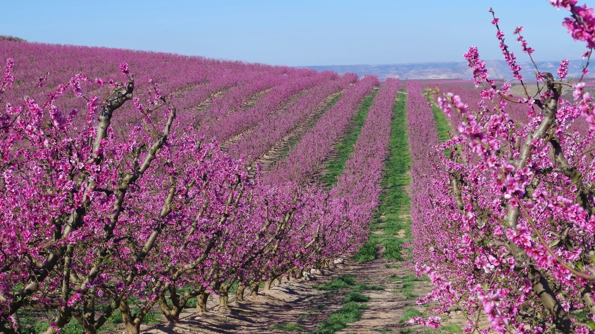 pink, blossoms, fields, flowers, nature, HD Wallpaper