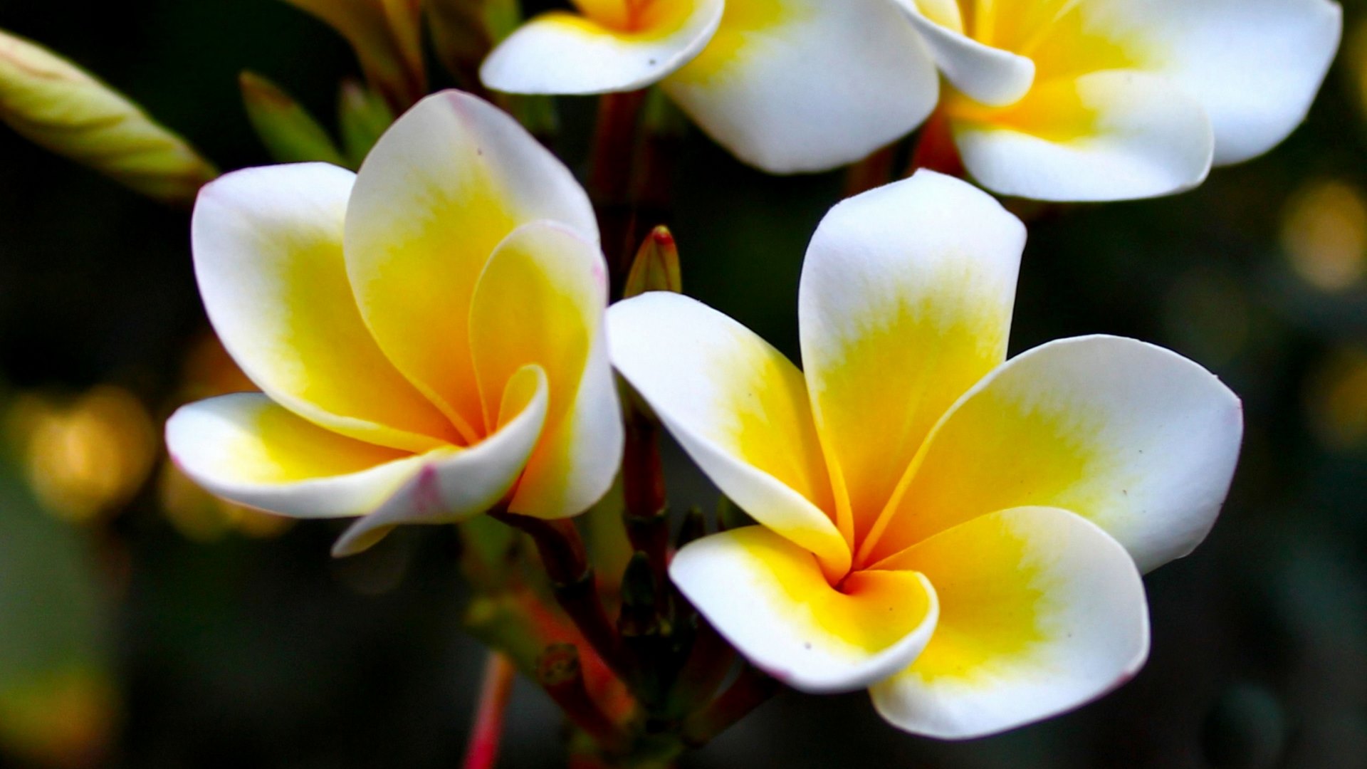 photo, romance, plumeria, beautiful, floral, photography, love, wide screen, flower, beauty, HD Wallpaper