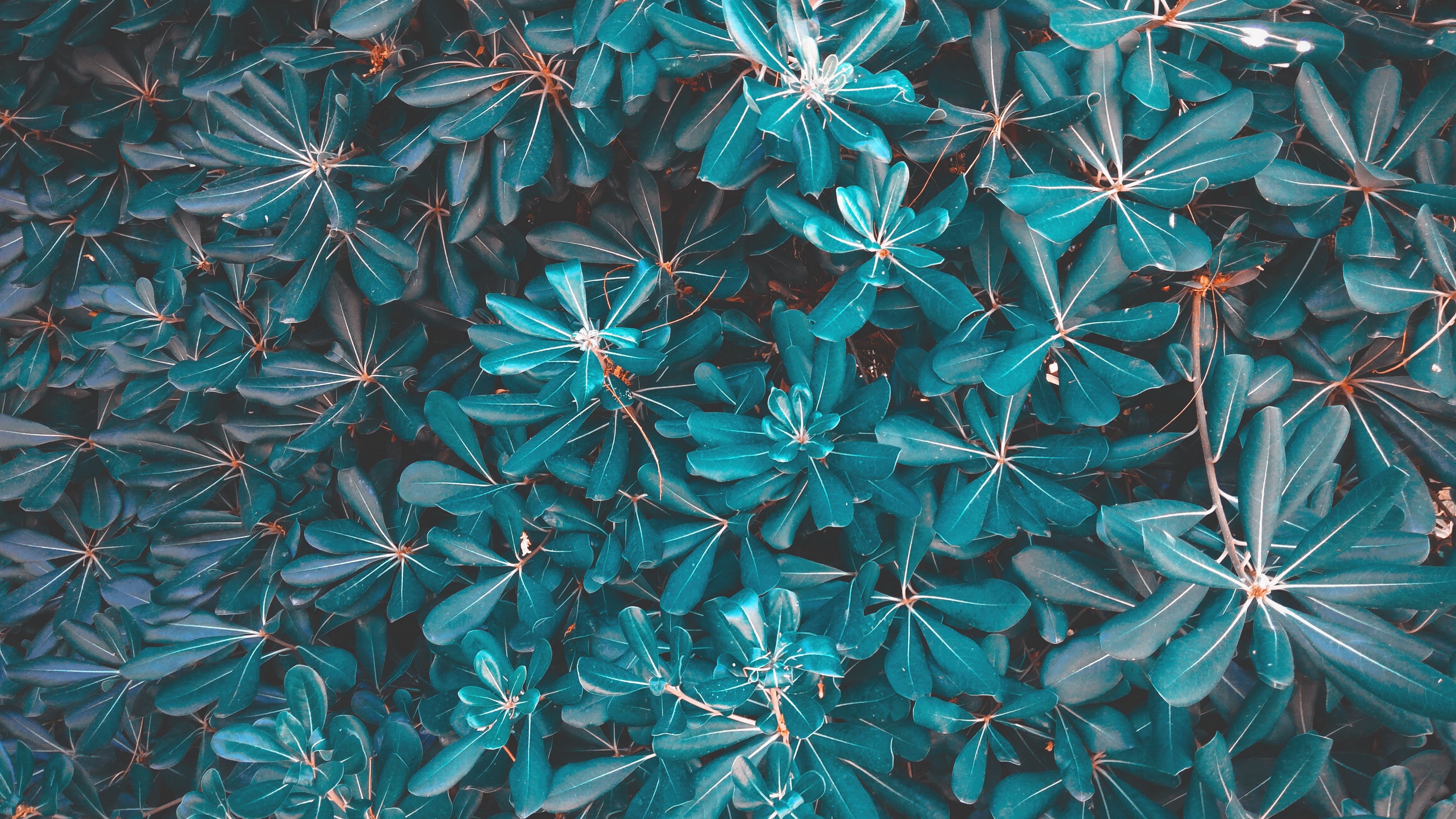 leaves, plant, blue, 4k, HD Wallpaper