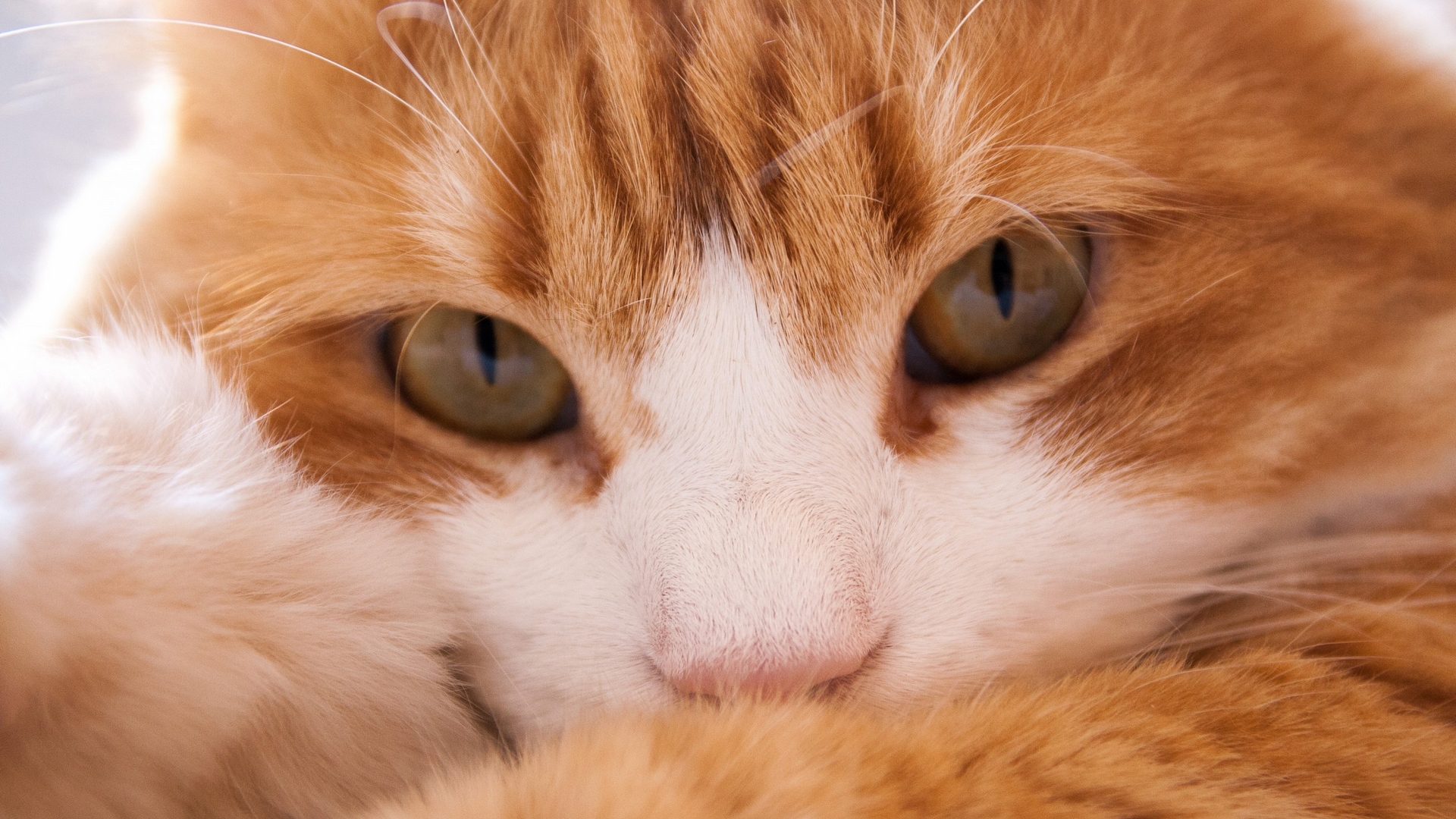 orange, ginger, face, white, eyes, cat, pisica, HD Wallpaper