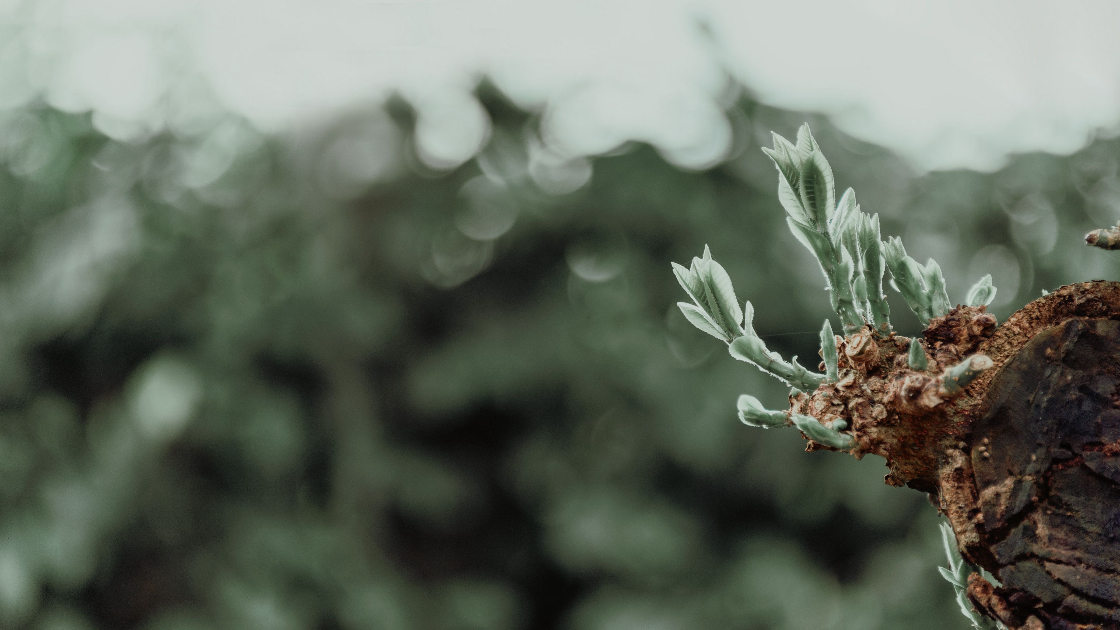 sprouts, leaves, plant, blur, 4k, HD Wallpaper