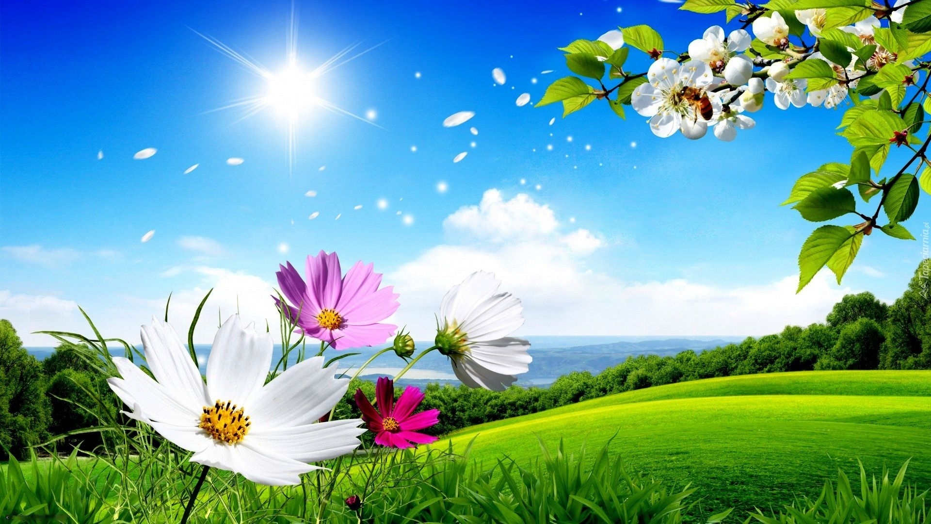 sun, tree, blossoms, fields, petals, sky, blooming, cosmea, art, HD Wallpaper