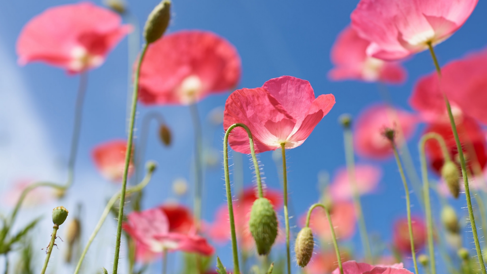 poppy, vara, flower, summer, sky, pink, blue, HD Wallpaper