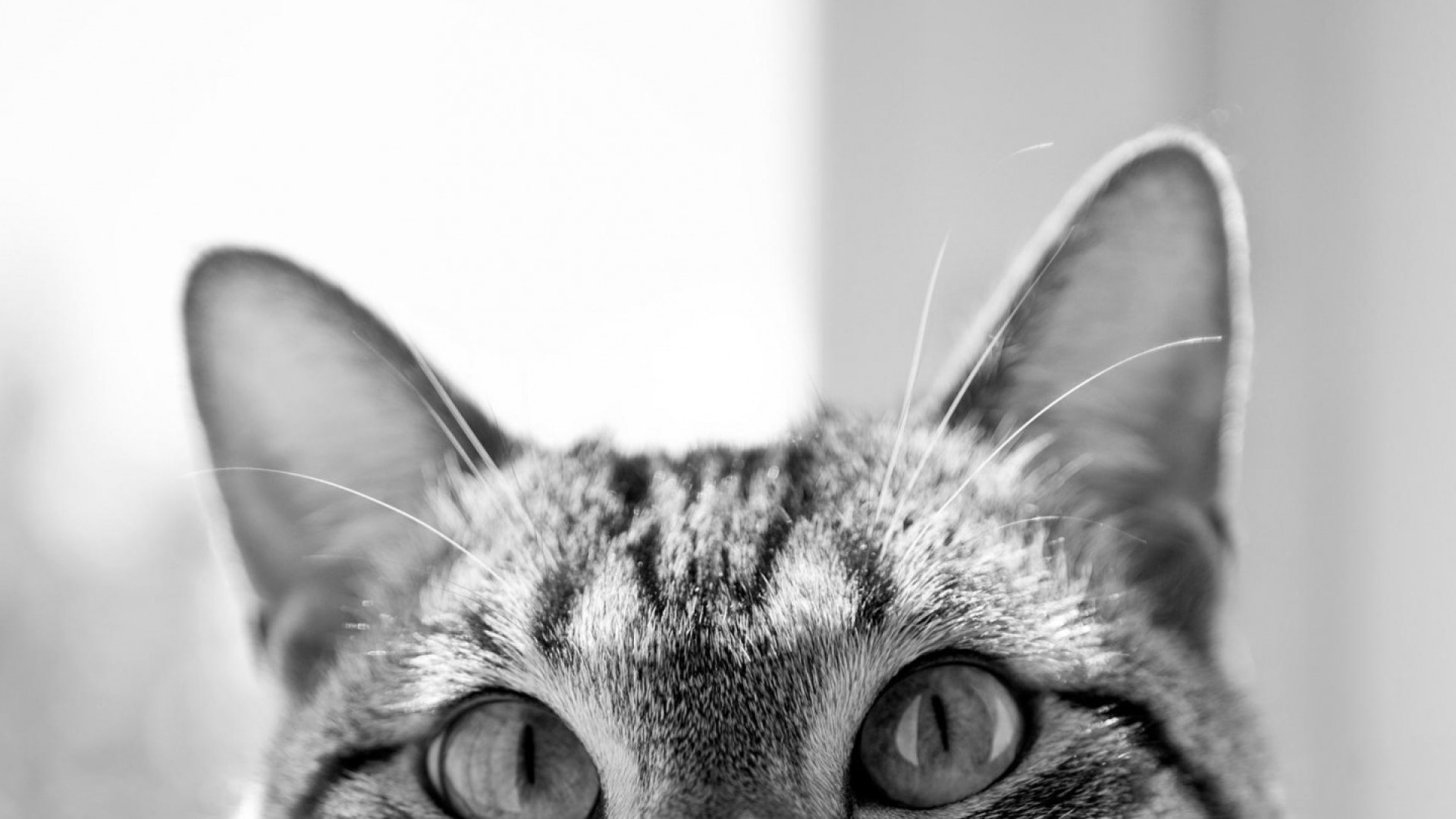 cat, eyes, cats, animals, animal, HD Wallpaper