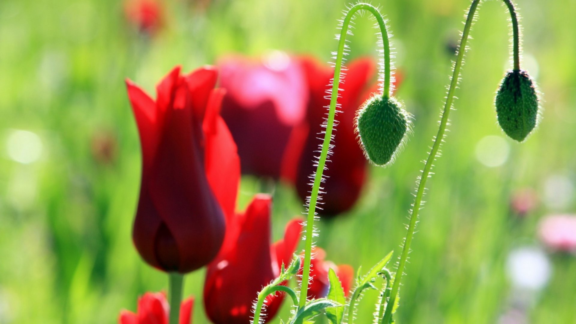 red, poppies, flower, flowers, nature, HD Wallpaper