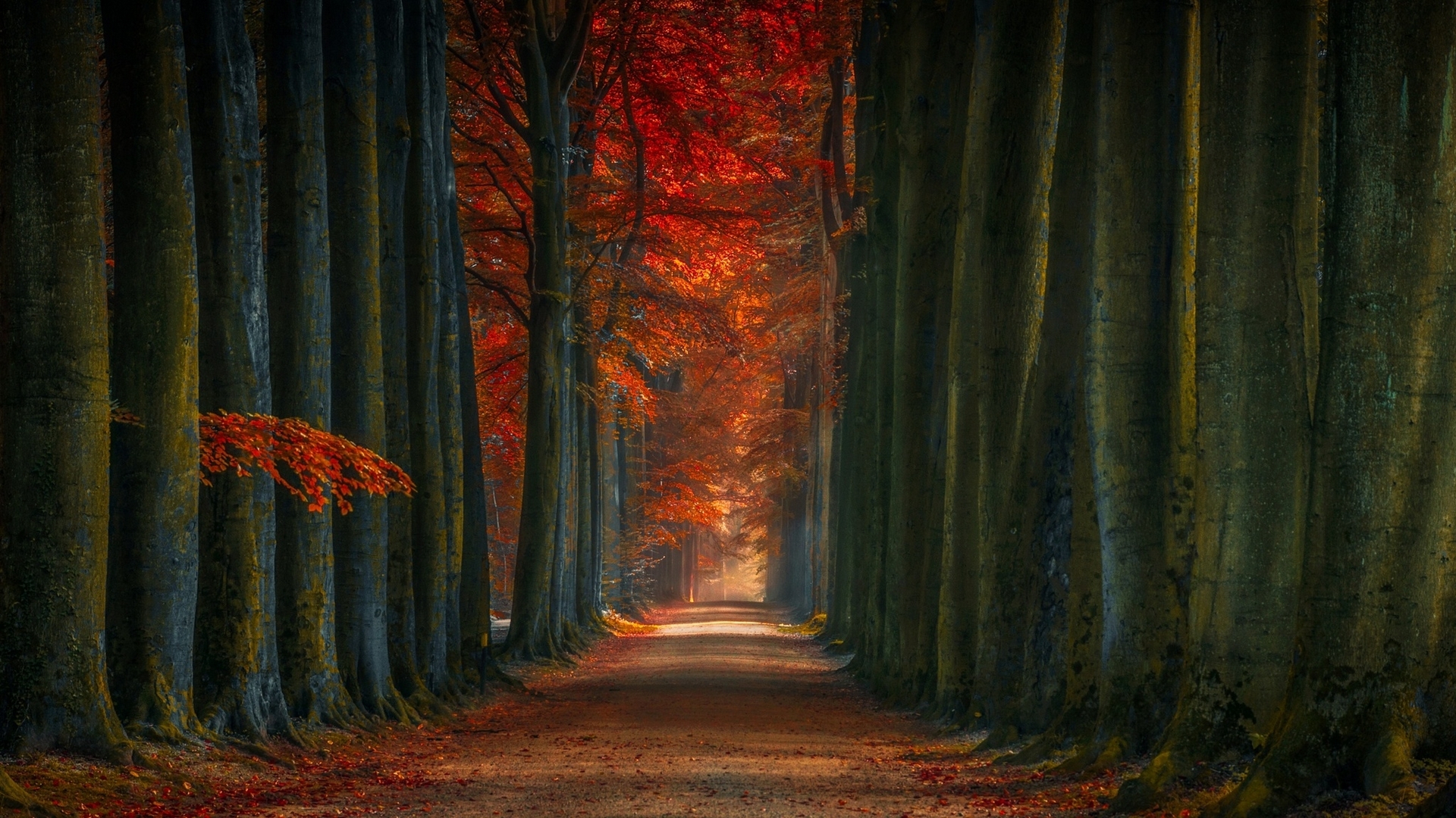 trunks, trees, forest, autumn, nature, HD Wallpaper
