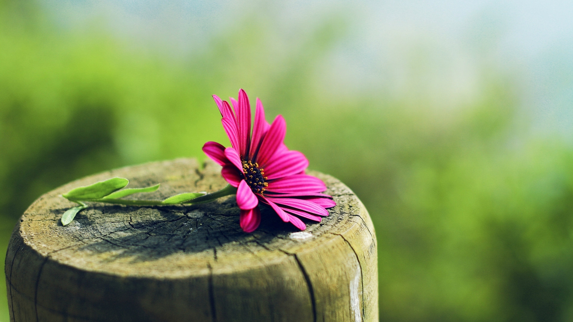wood, gerbera, photographs, flower, HD Wallpaper
