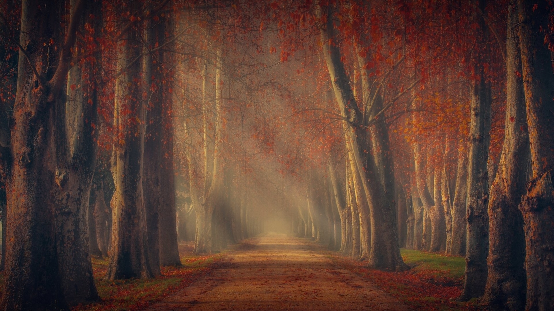 tree, nature, road, autumn, HD Wallpaper