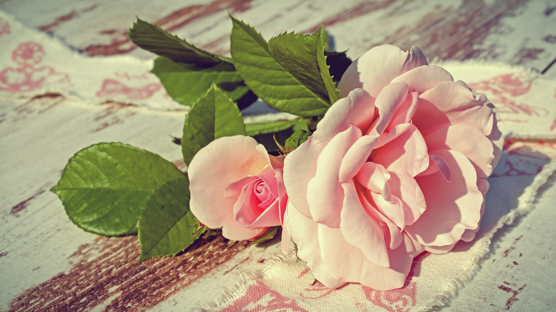 rose, pink, flower, bud, HD Wallpaper