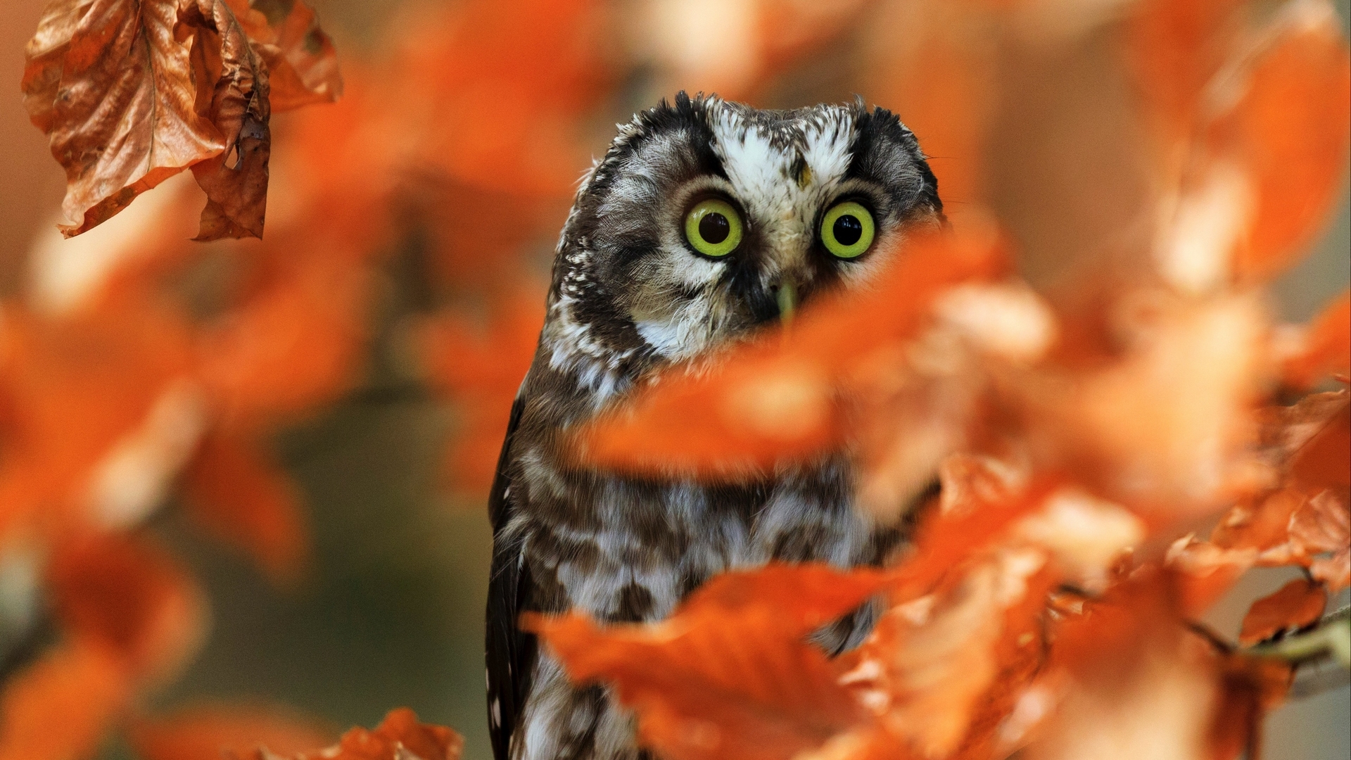 owl, bufnita, autumn, bird, orange, zdenek machacek, pasari, leaf, eyes, HD Wallpaper